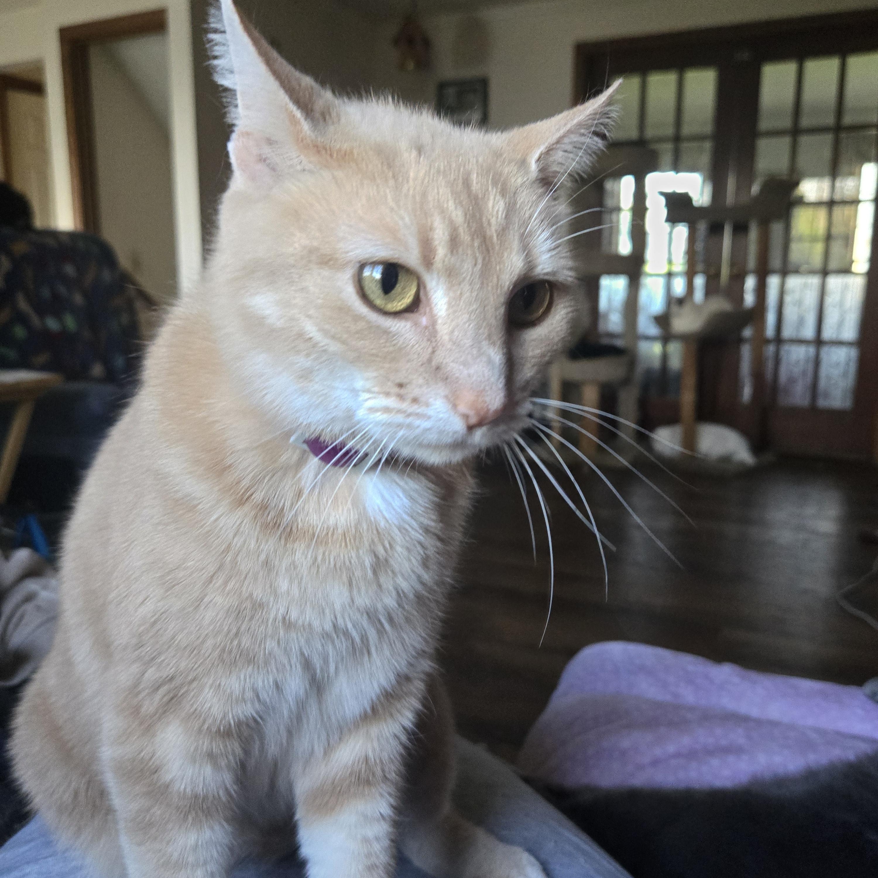 Enlarge Mylo, a ADOPTABLE Domestic Short Hair in Massillon, OH image 3/4