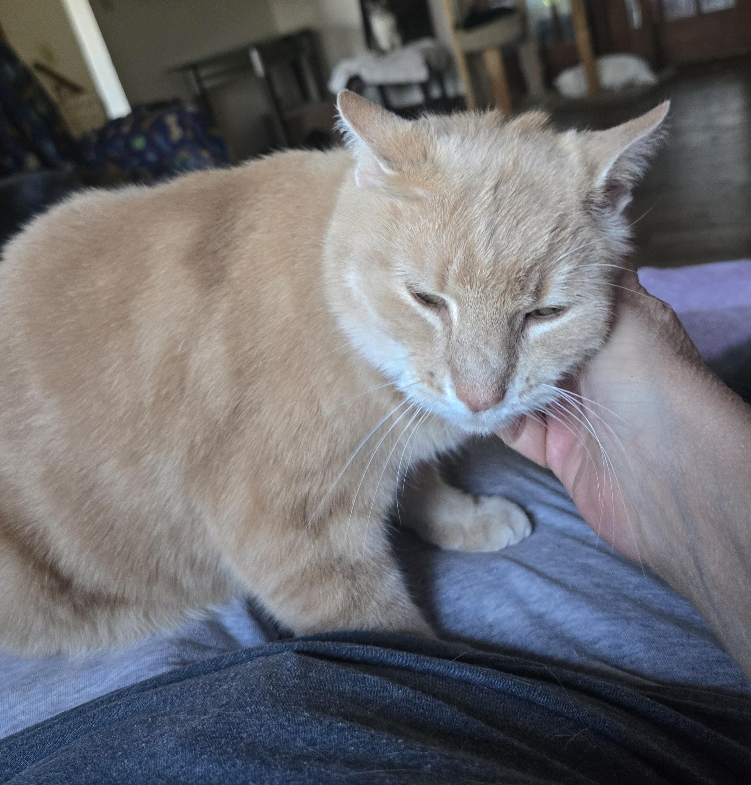 Enlarge Mylo, a ADOPTABLE Domestic Short Hair in Massillon, OH image 2/4
