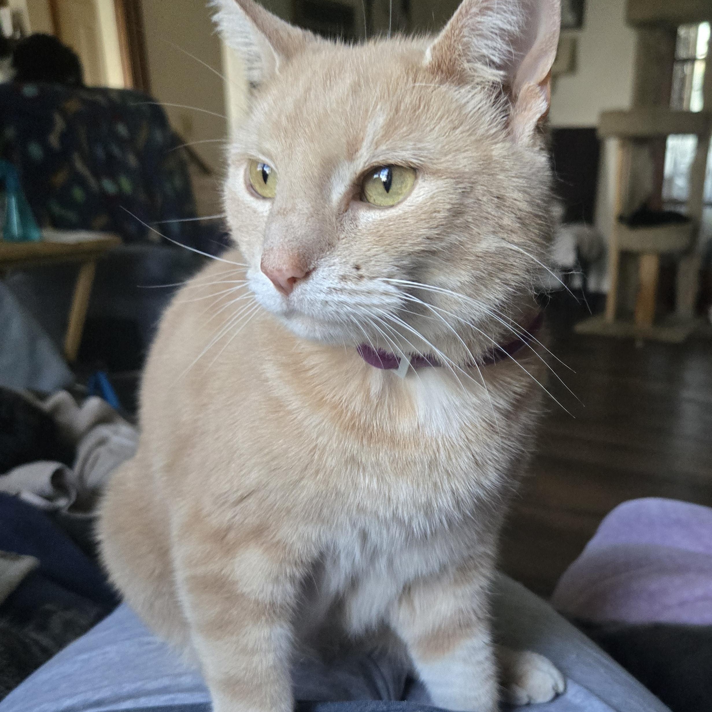 Enlarge Mylo, a ADOPTABLE Domestic Short Hair in Massillon, OH image 1/4