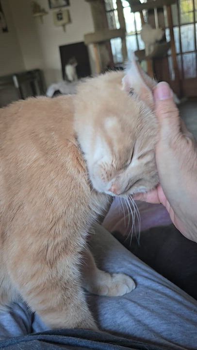 Enlarge Mylo, a ADOPTABLE Domestic Short Hair in Massillon, OH video 4/4