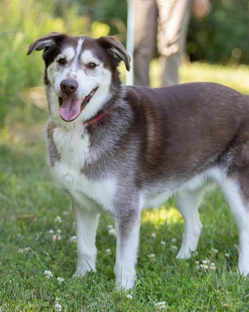 ROCKIE, Adoptable, Adult Male Siberian Husky.