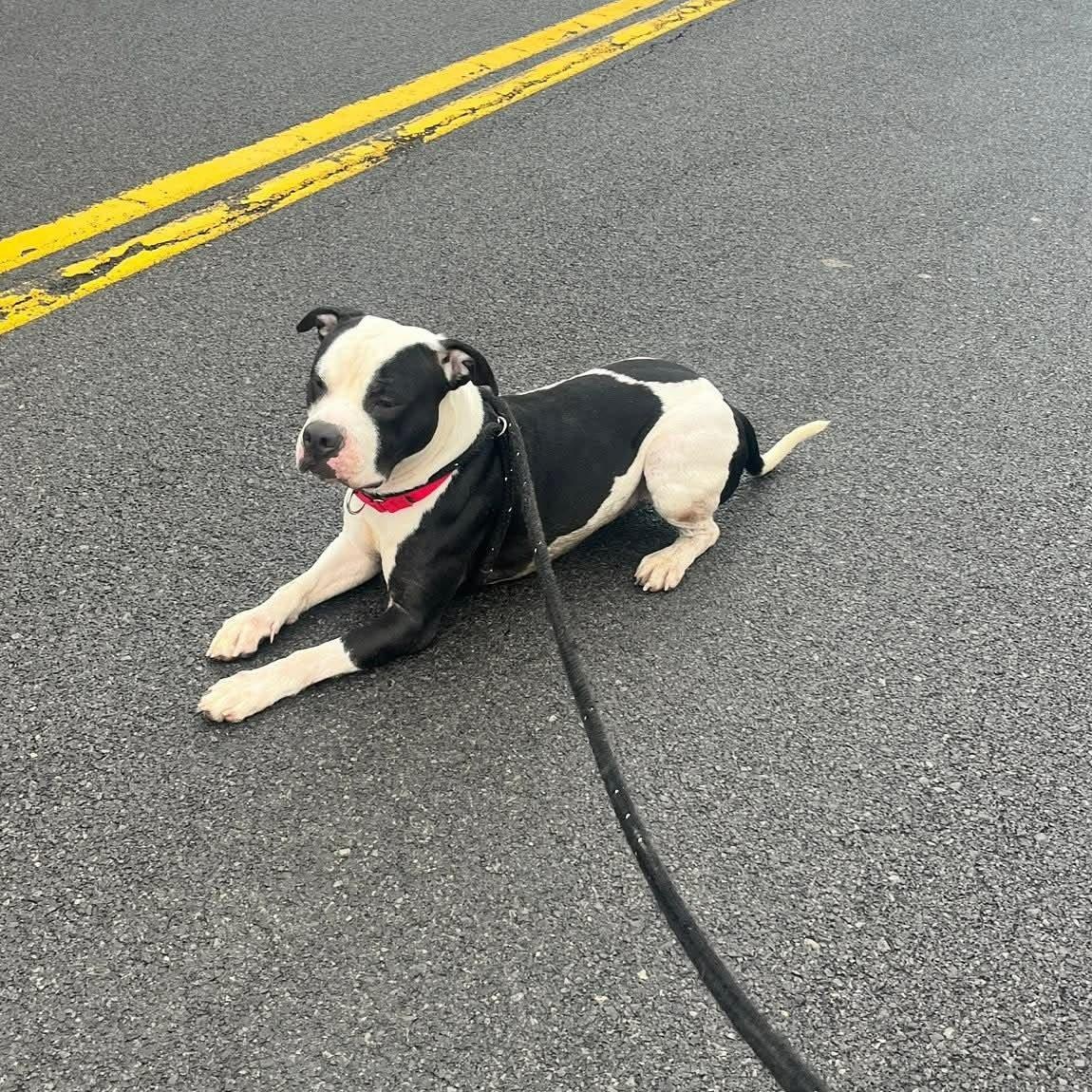 Enlarge Adonis, a ADOPTABLE Terrier in North Syracuse, NY image 2/2