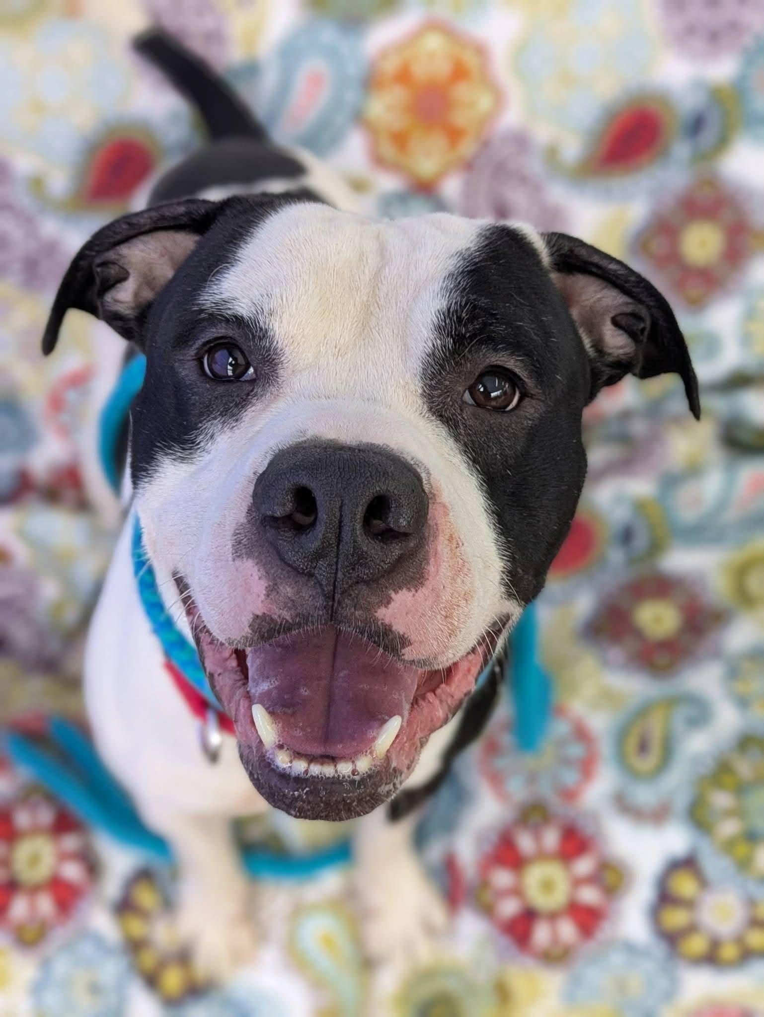 Adonis, ADOPTABLE, Adult Male Terrier.