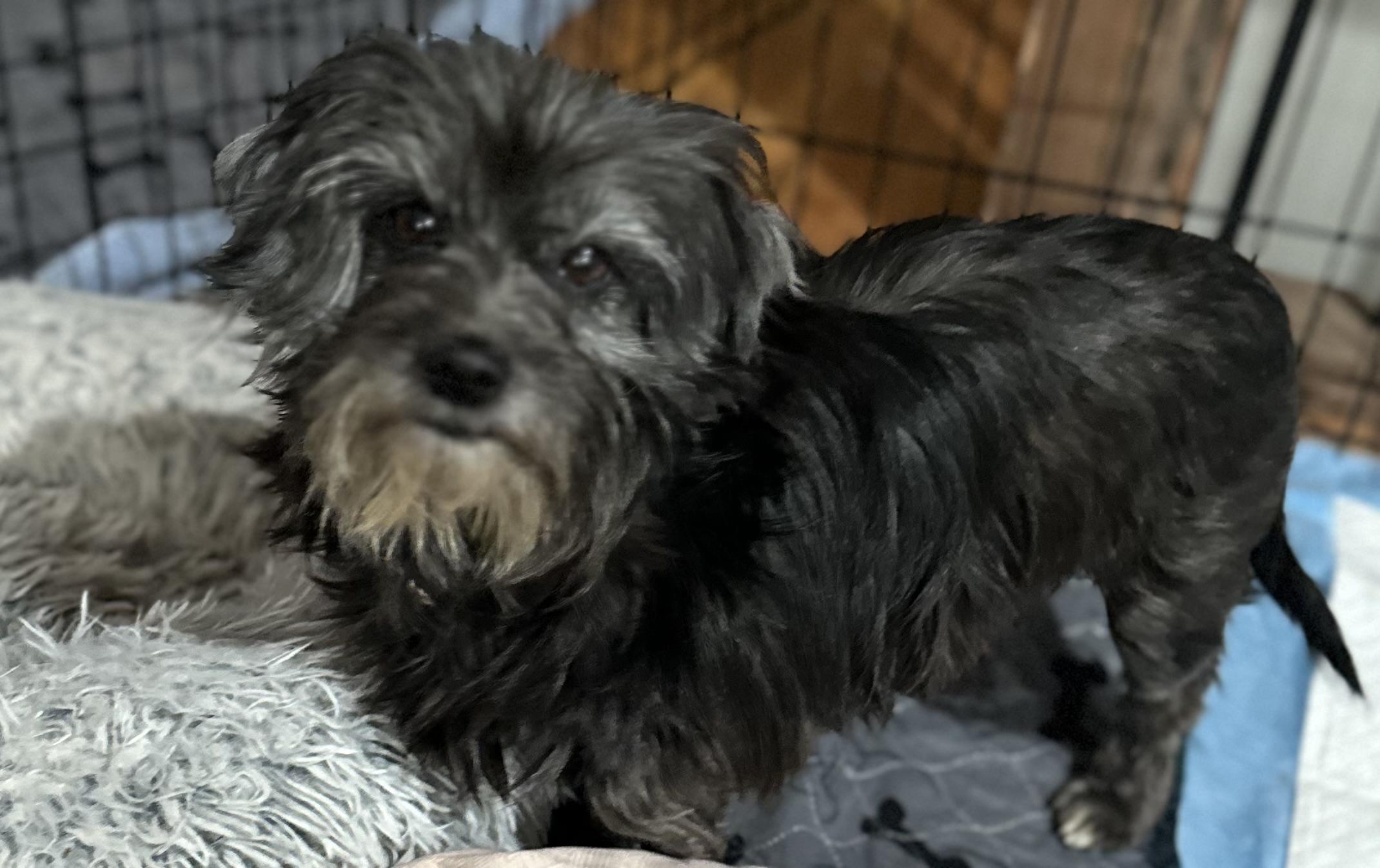 Bethany, Adoptable, Adult Female Mixed Breed.