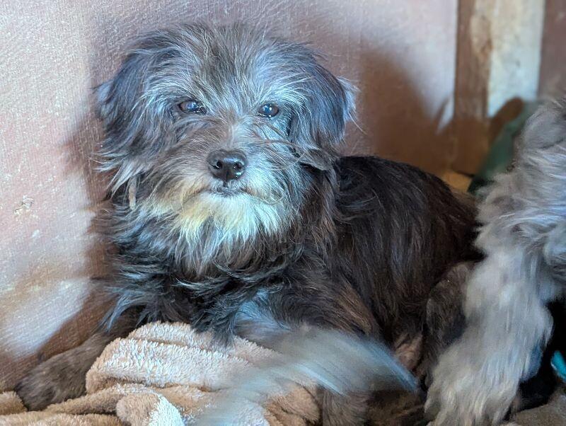 Bethany, Adoptable, Adult Female Mixed Breed.