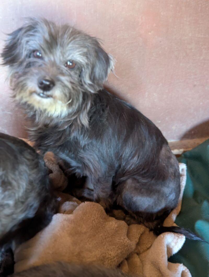 Bethany, a Adoptable Mixed Breed in Windsor, CO image 2/4