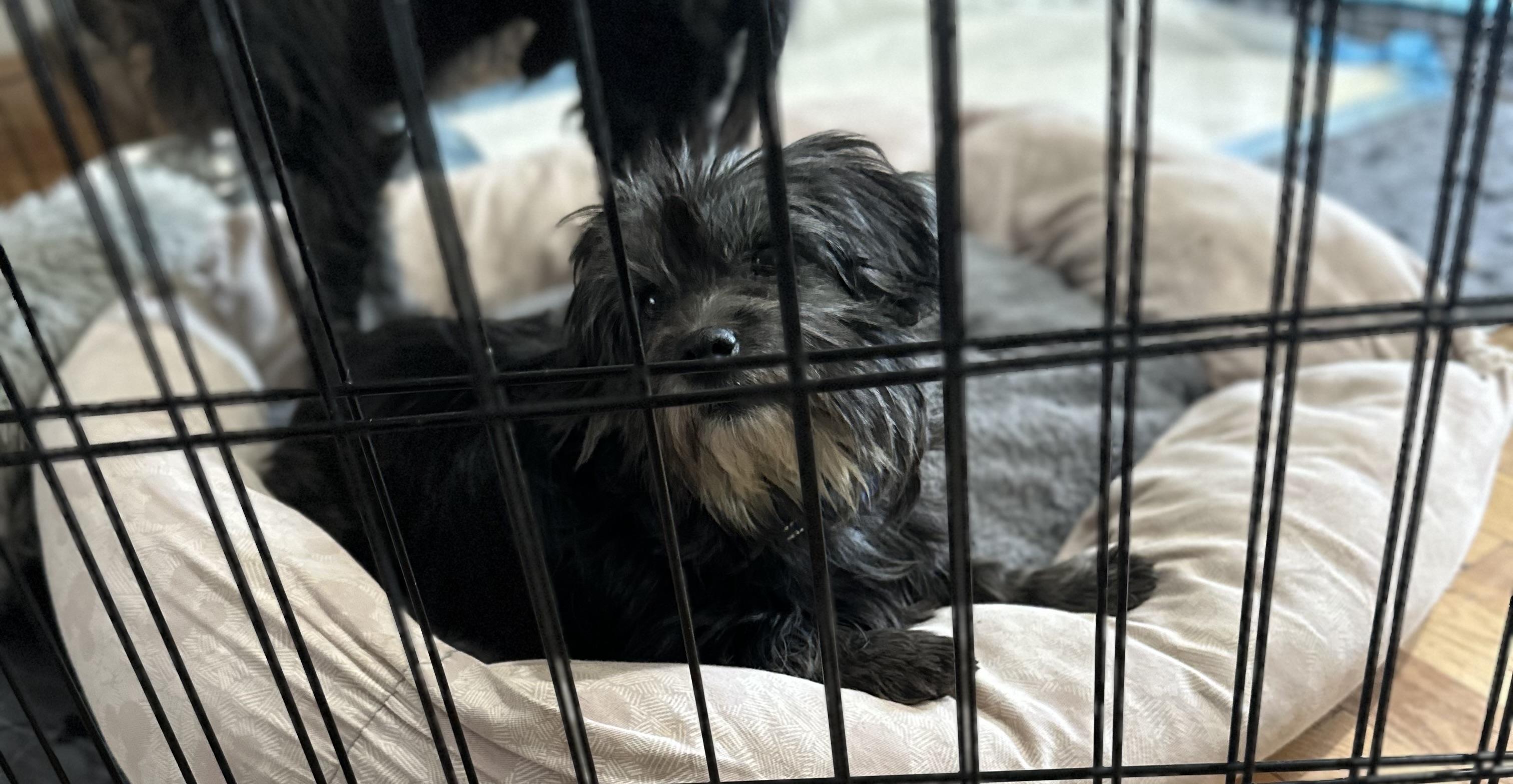 Enlarge Bethany, a Adoptable Mixed Breed in Windsor, CO image 4/6