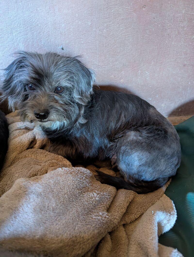 Bethany, a Adoptable Mixed Breed in Windsor, CO image 3/4