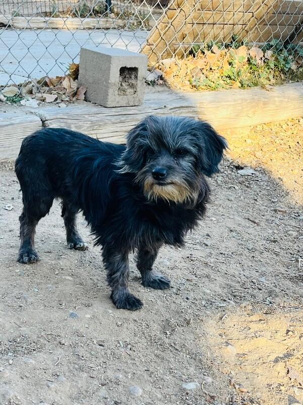 Bethany, a Adoptable Mixed Breed in Windsor, CO image 4/4