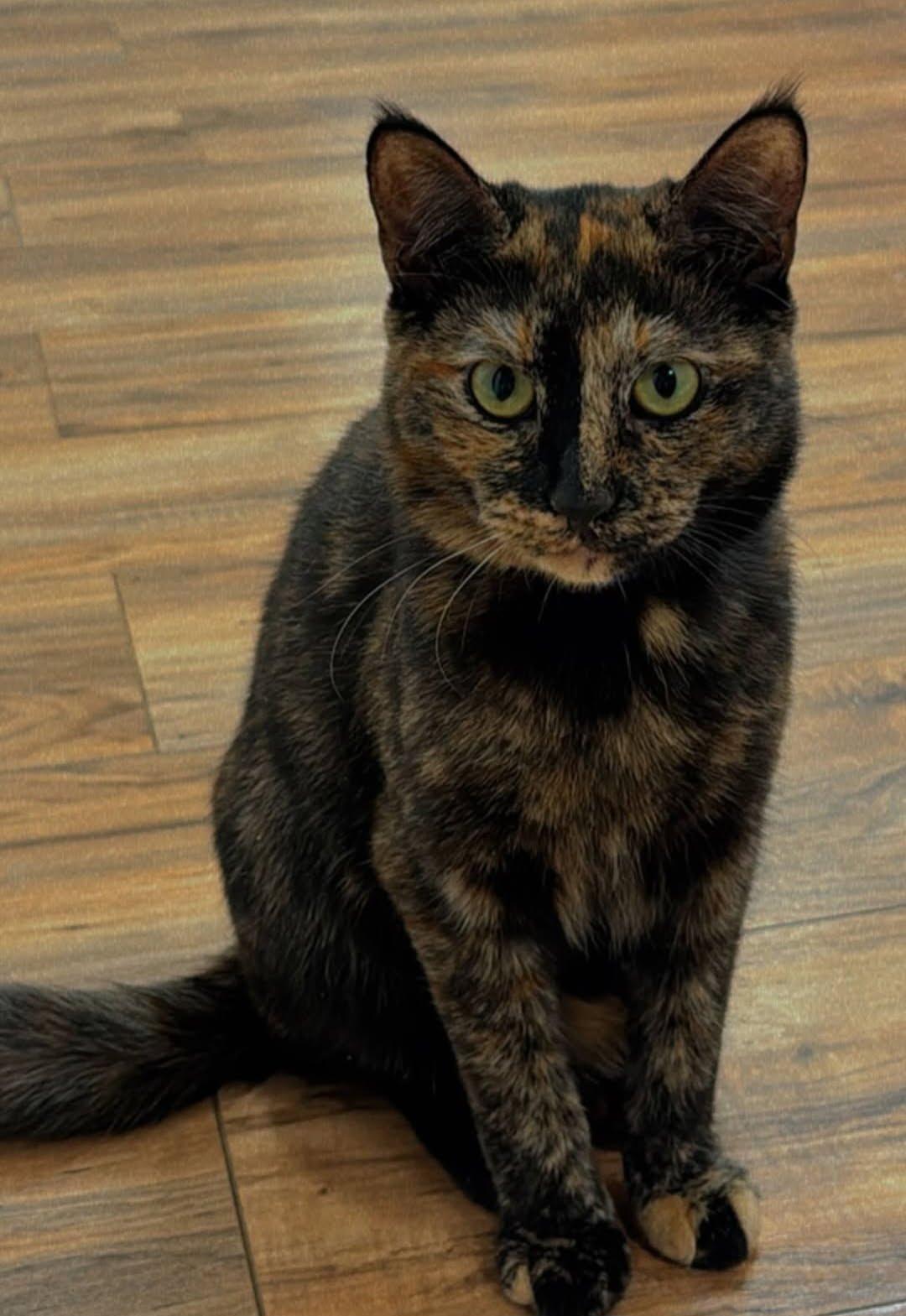 Cats in Need of a New Home, Adoptable, Adult Female Domestic Short Hair.