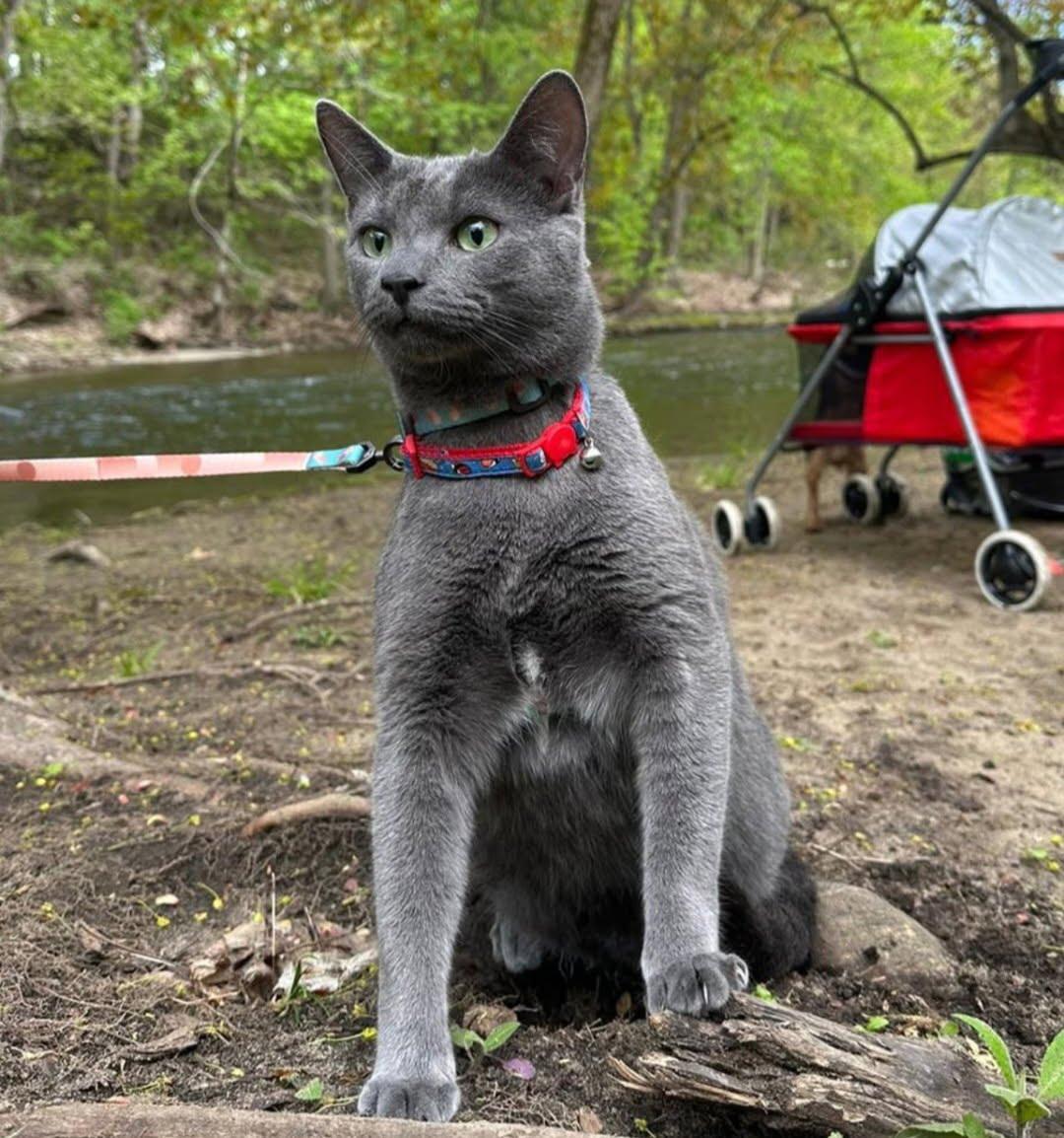 Cats in Need of a New Home, a Adoptable Domestic Short Hair in Clifton, NJ image 2/3