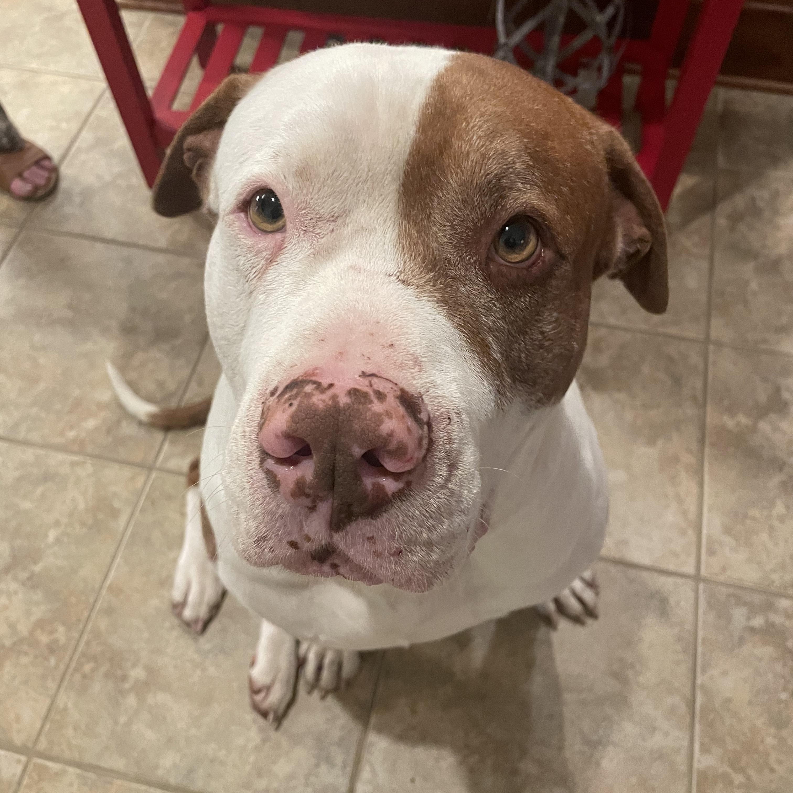 Teddy, adopted, Adult Male Pit Bull Terrier.