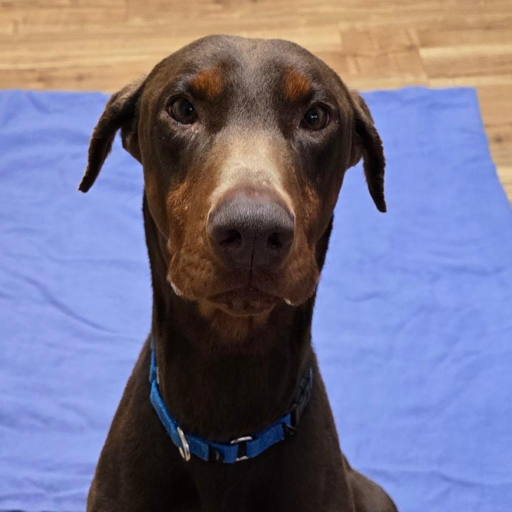 Enlarge Baby Ruth, a Adoptable Doberman Pinscher in Santa Barbara, CA image 1/6
