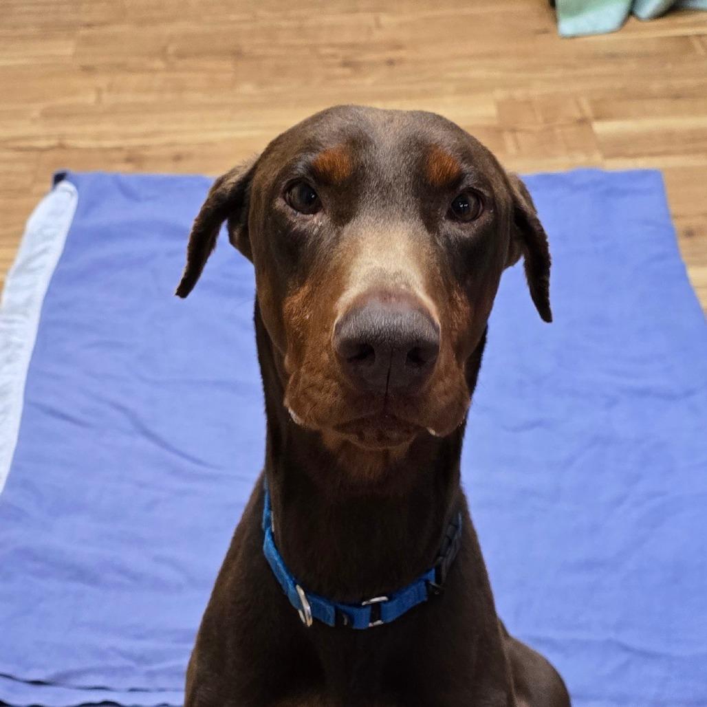 Enlarge Baby Ruth, a Adoptable Doberman Pinscher in Santa Barbara, CA image 2/6
