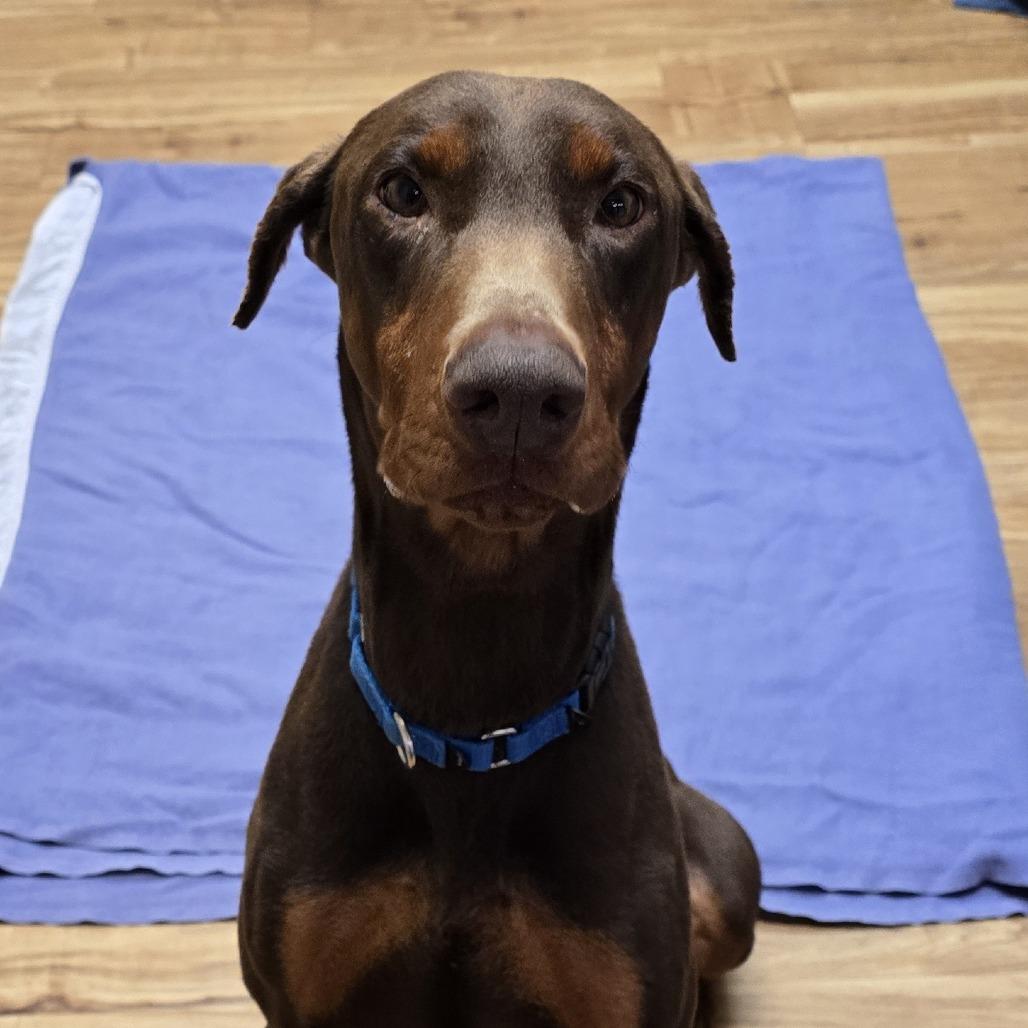 Enlarge Baby Ruth, a Adoptable Doberman Pinscher in Santa Barbara, CA image 5/6