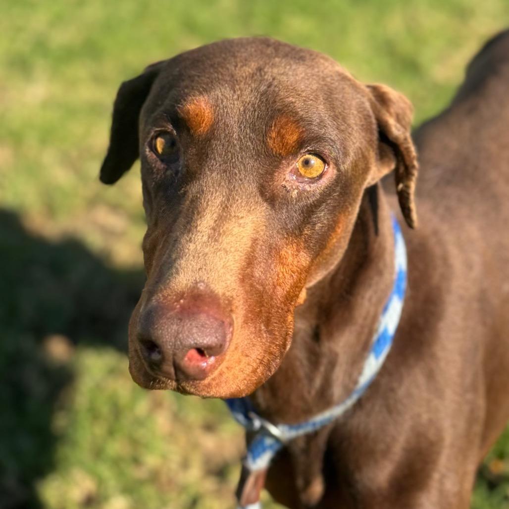 Enlarge Baby Ruth, a Adoptable Doberman Pinscher in Santa Barbara, CA image 6/6