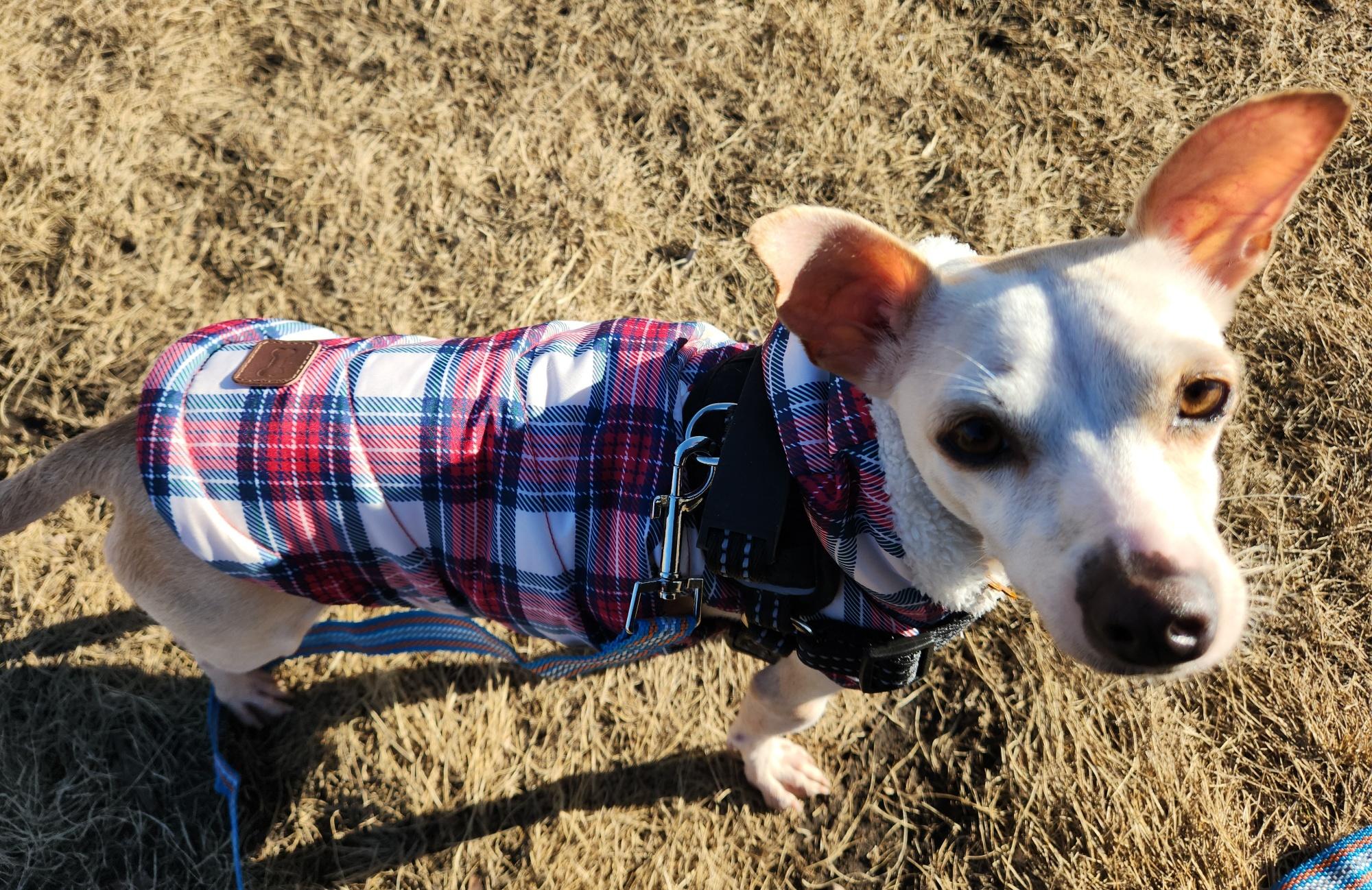 Princessa, a ADOPTABLE mixed breed in Calgary, AB image 3/6