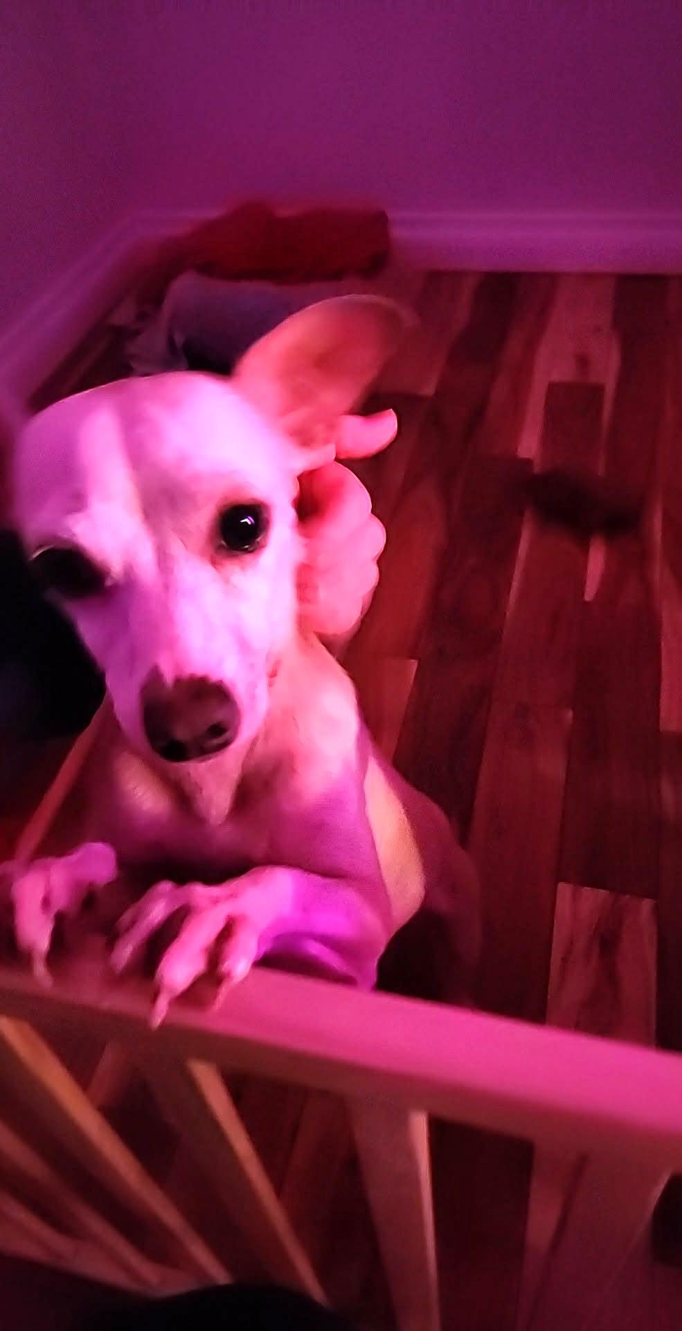 Princessa, a ADOPTABLE mixed breed in Calgary, AB image 2/6