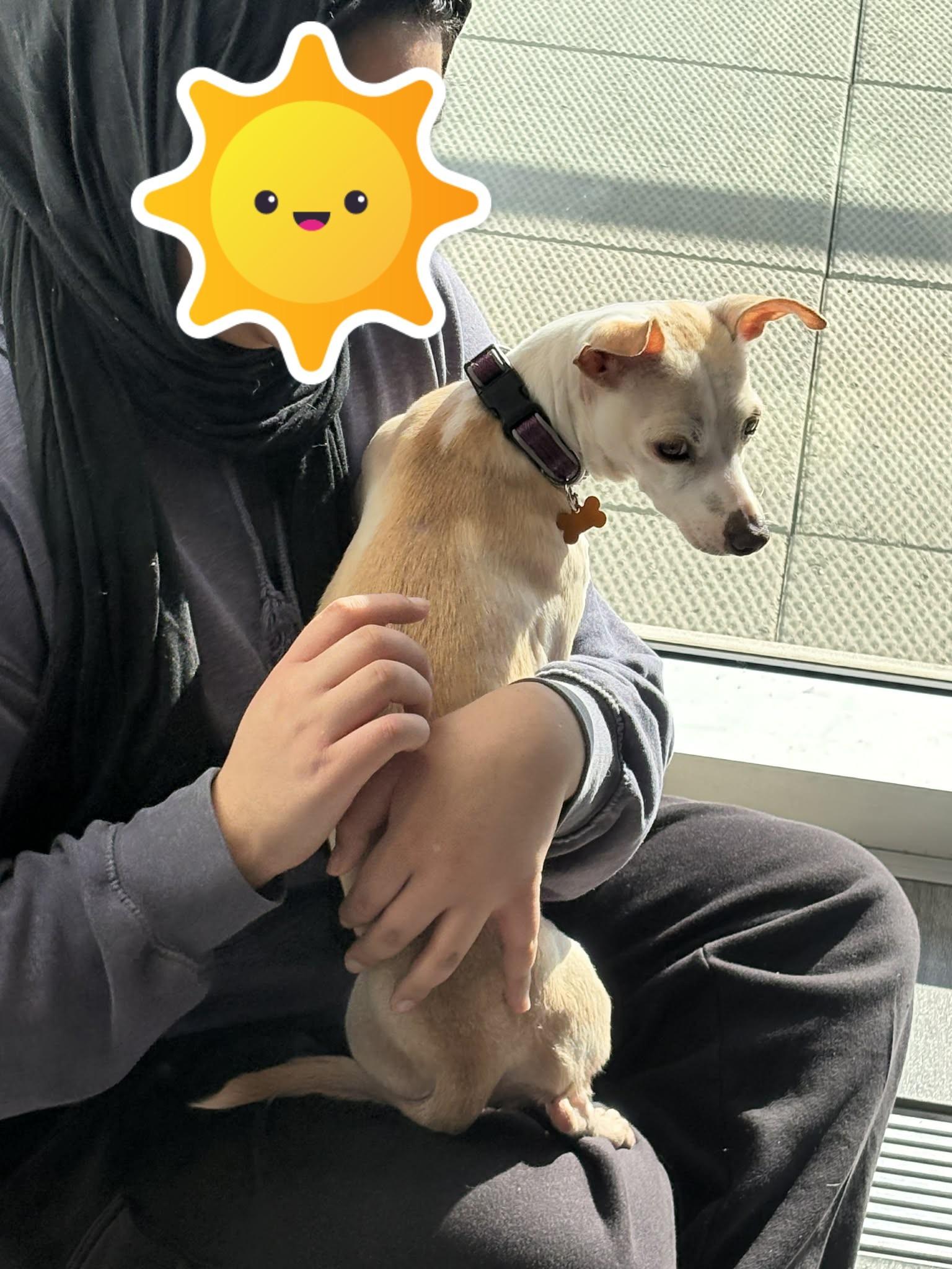 Princessa, a ADOPTABLE mixed breed in Calgary, AB image 6/6