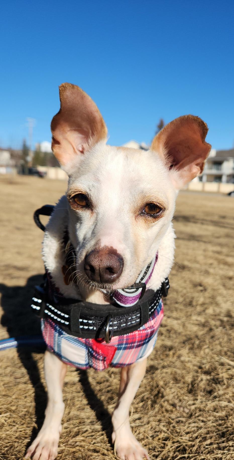 Princessa, ADOPTABLE, Adult Female Chihuahua.