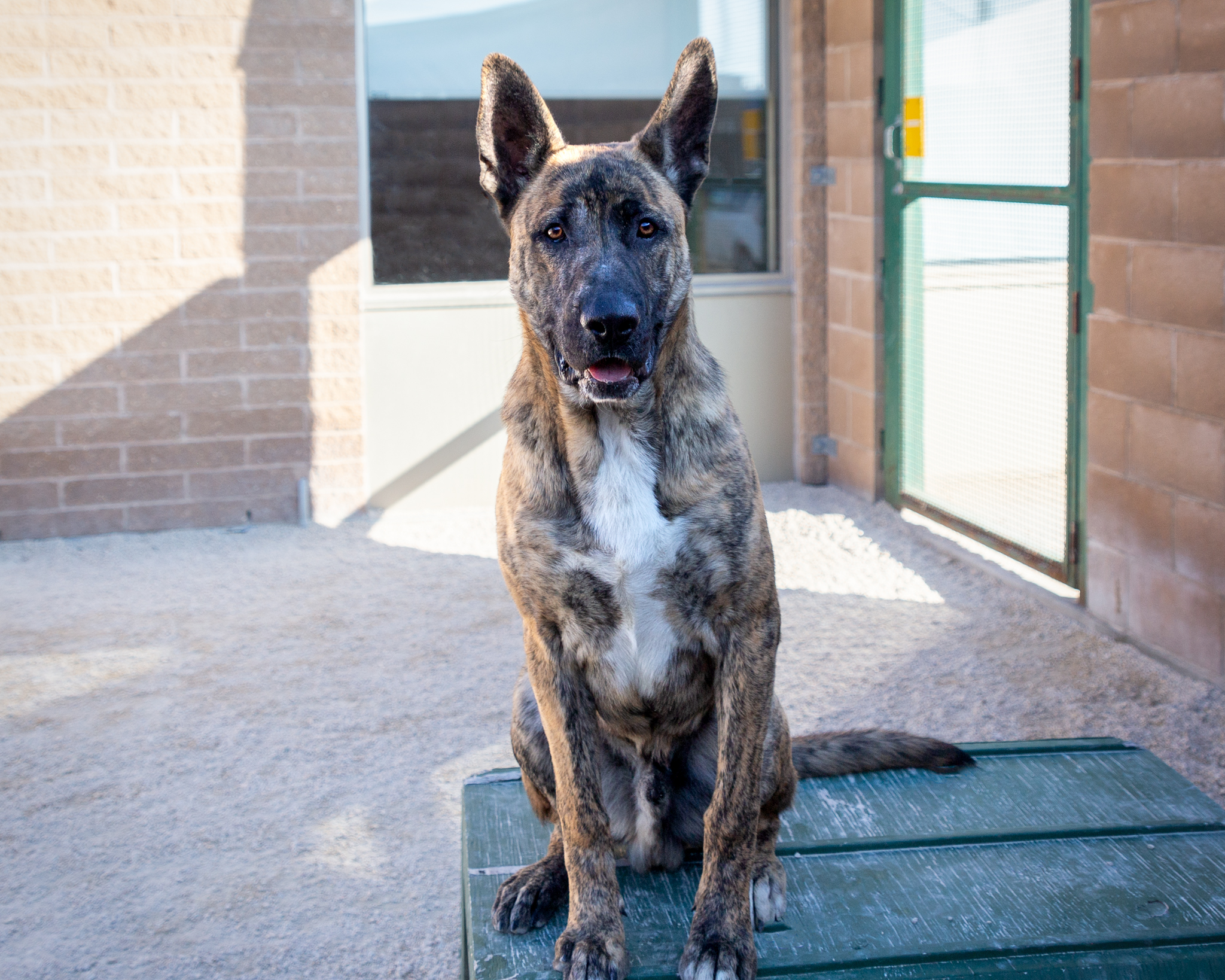 Dog for adoption Theo, a German Shepherd Dog Mix in Winnipeg, MB