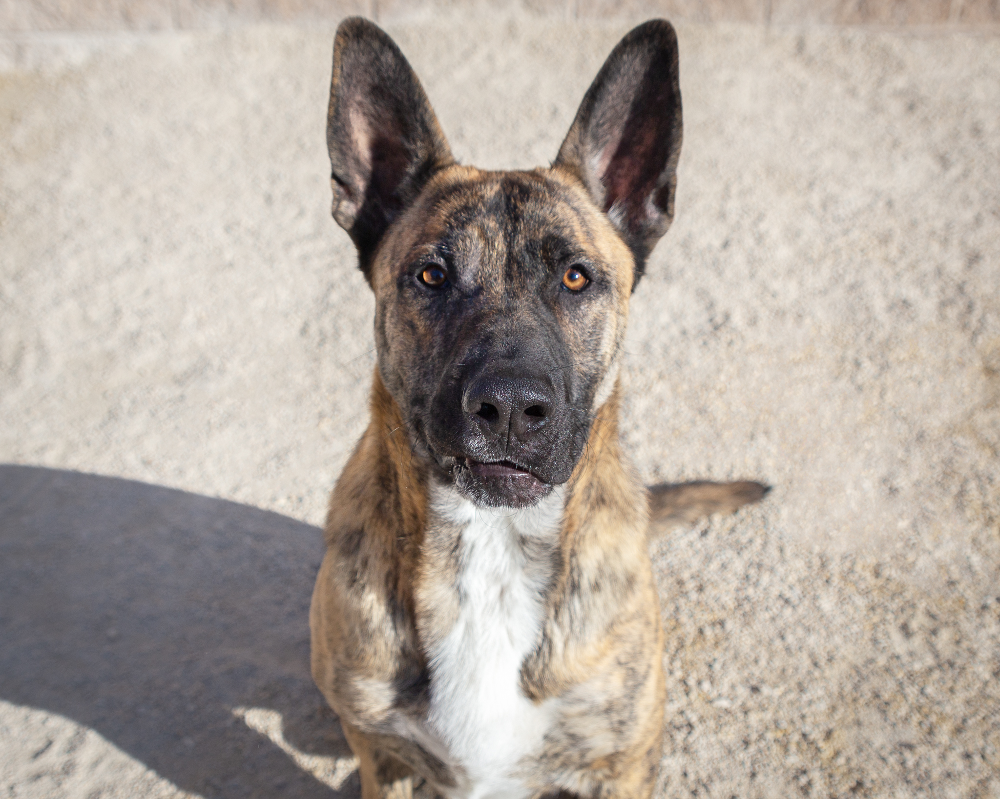 Dog for adoption Theo, a German Shepherd Dog Mix in Winnipeg, MB