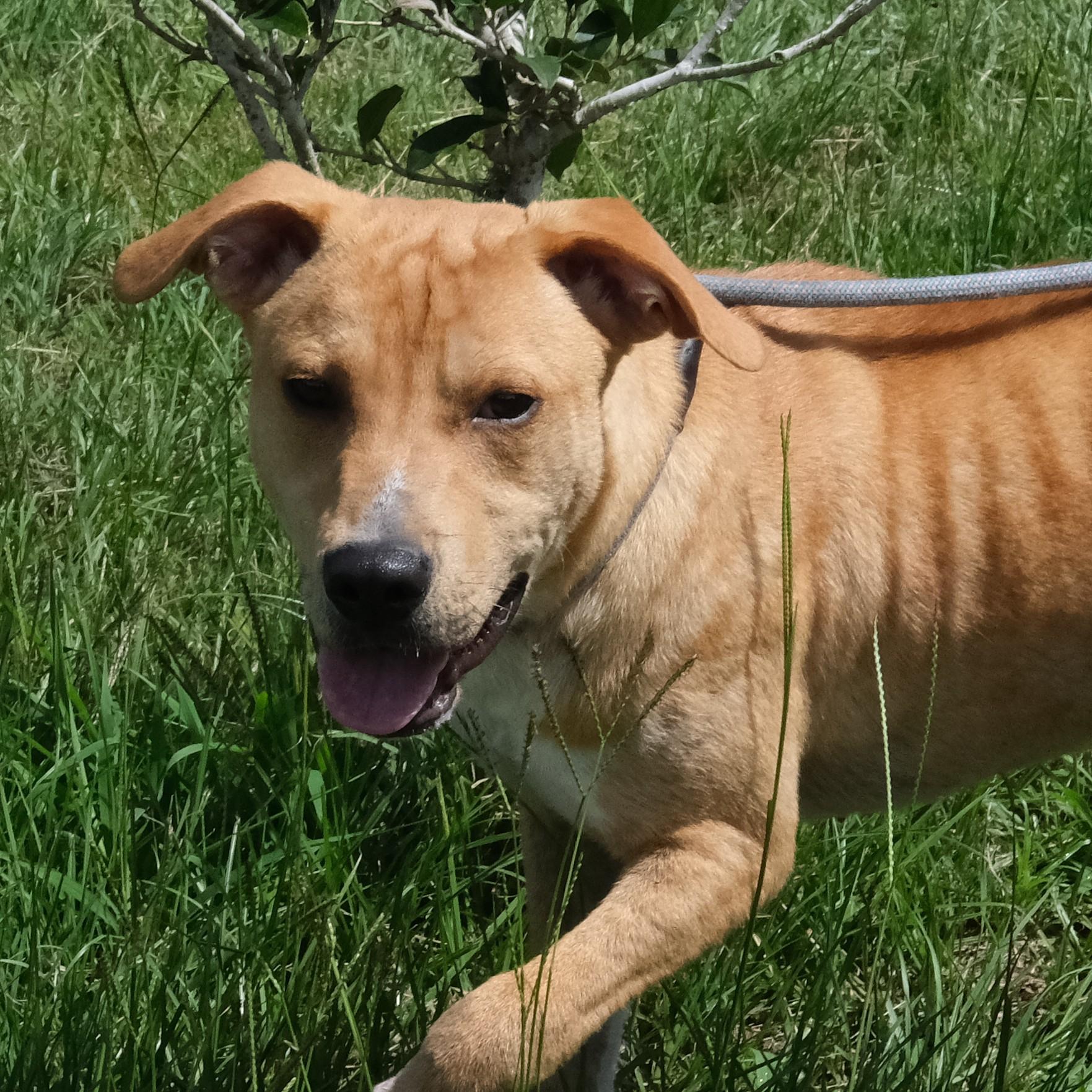 Waffles, a Adoptable mixed breed in Winnabow, NC image 1/4