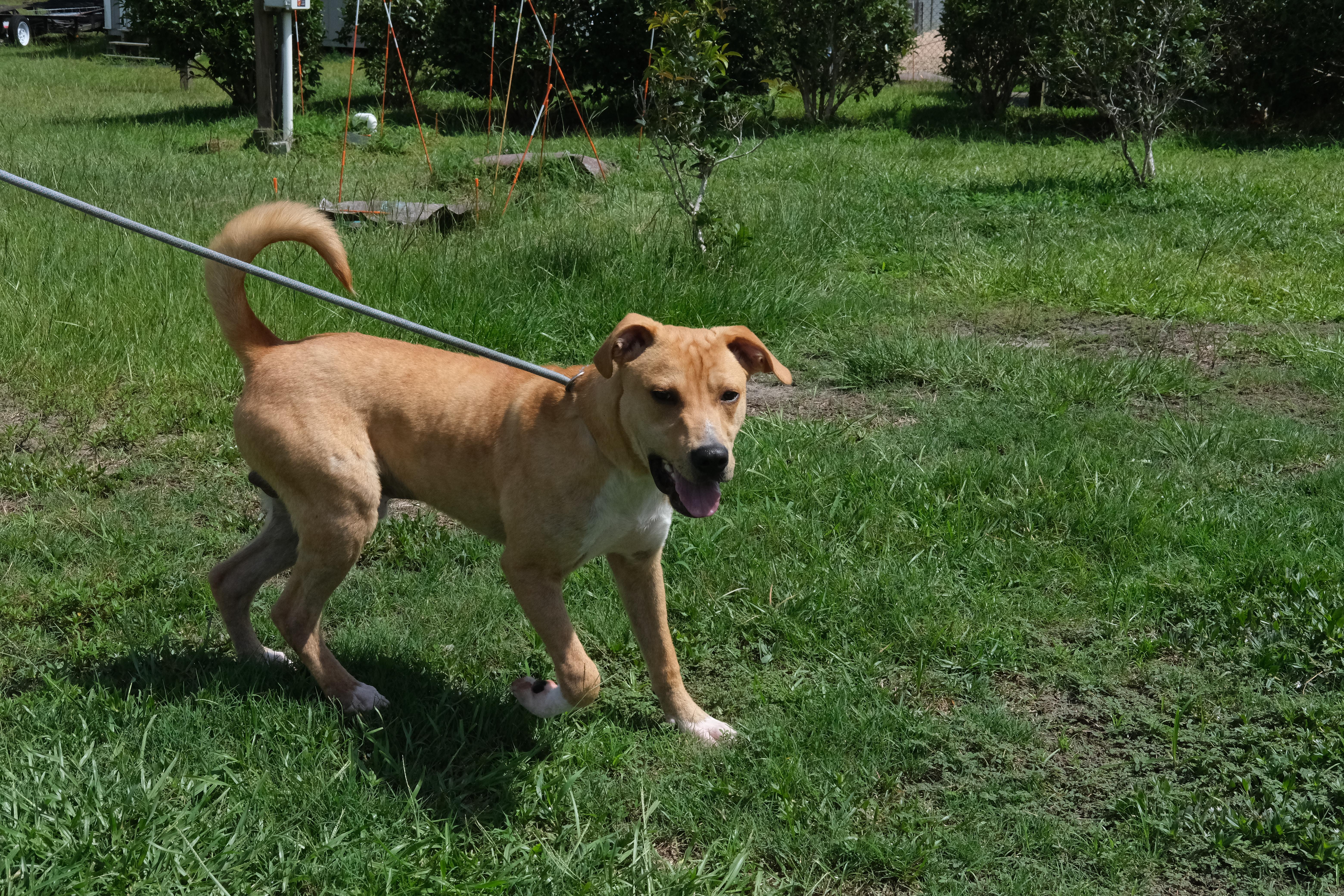 Waffles, a Adoptable mixed breed in Winnabow, NC image 2/4