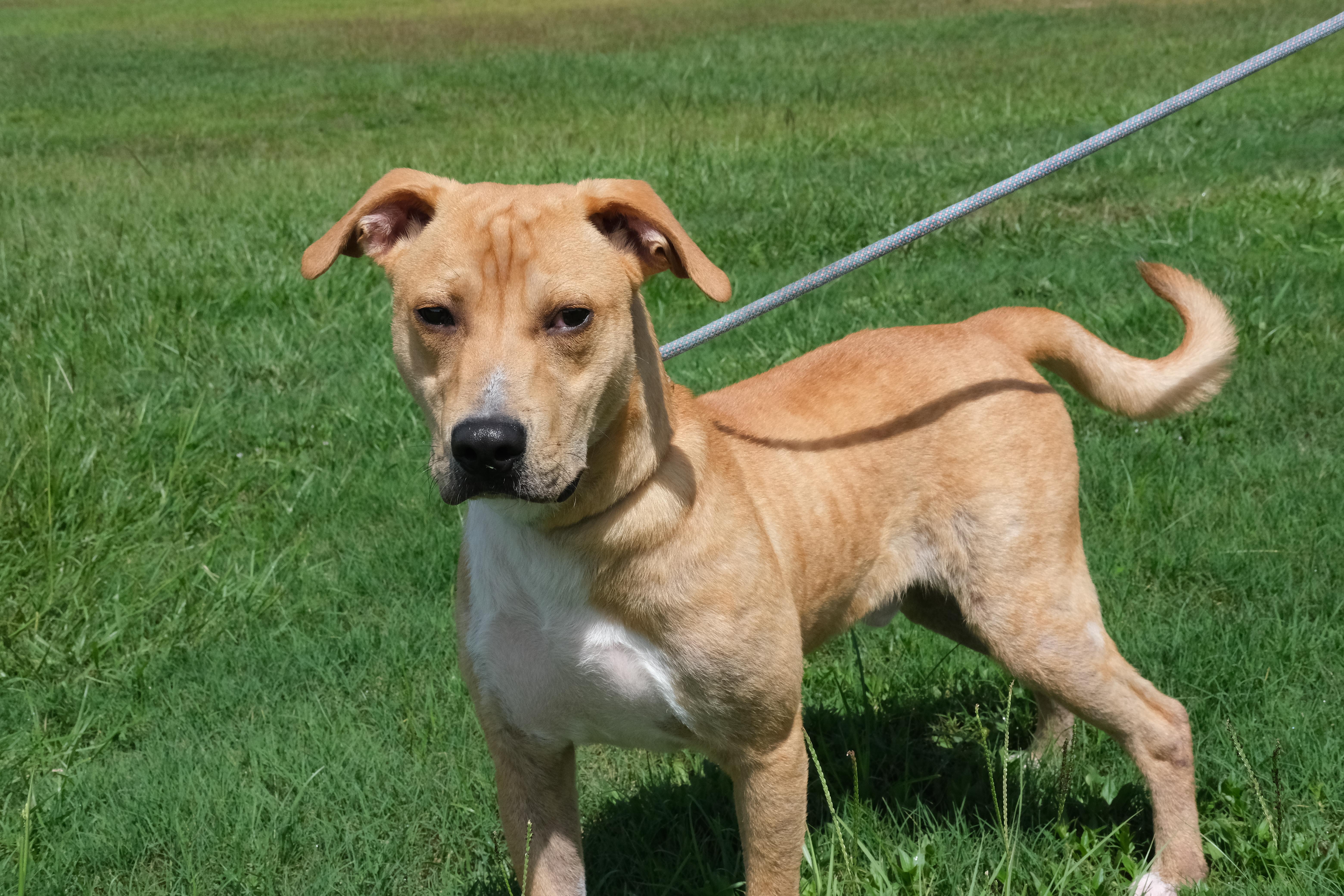 Waffles, a Adoptable mixed breed in Winnabow, NC image 3/4