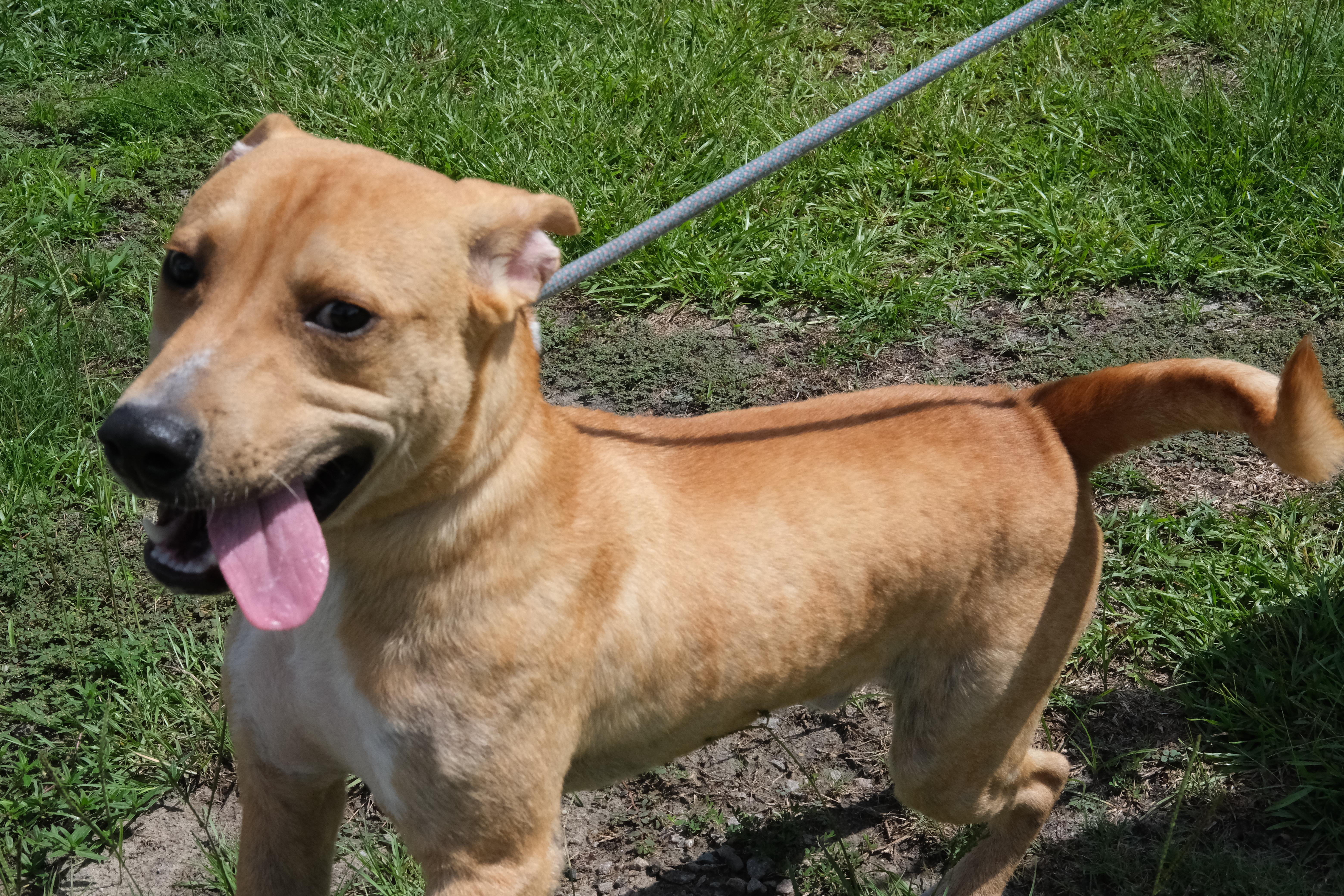 Waffles, a Adoptable mixed breed in Winnabow, NC image 4/4