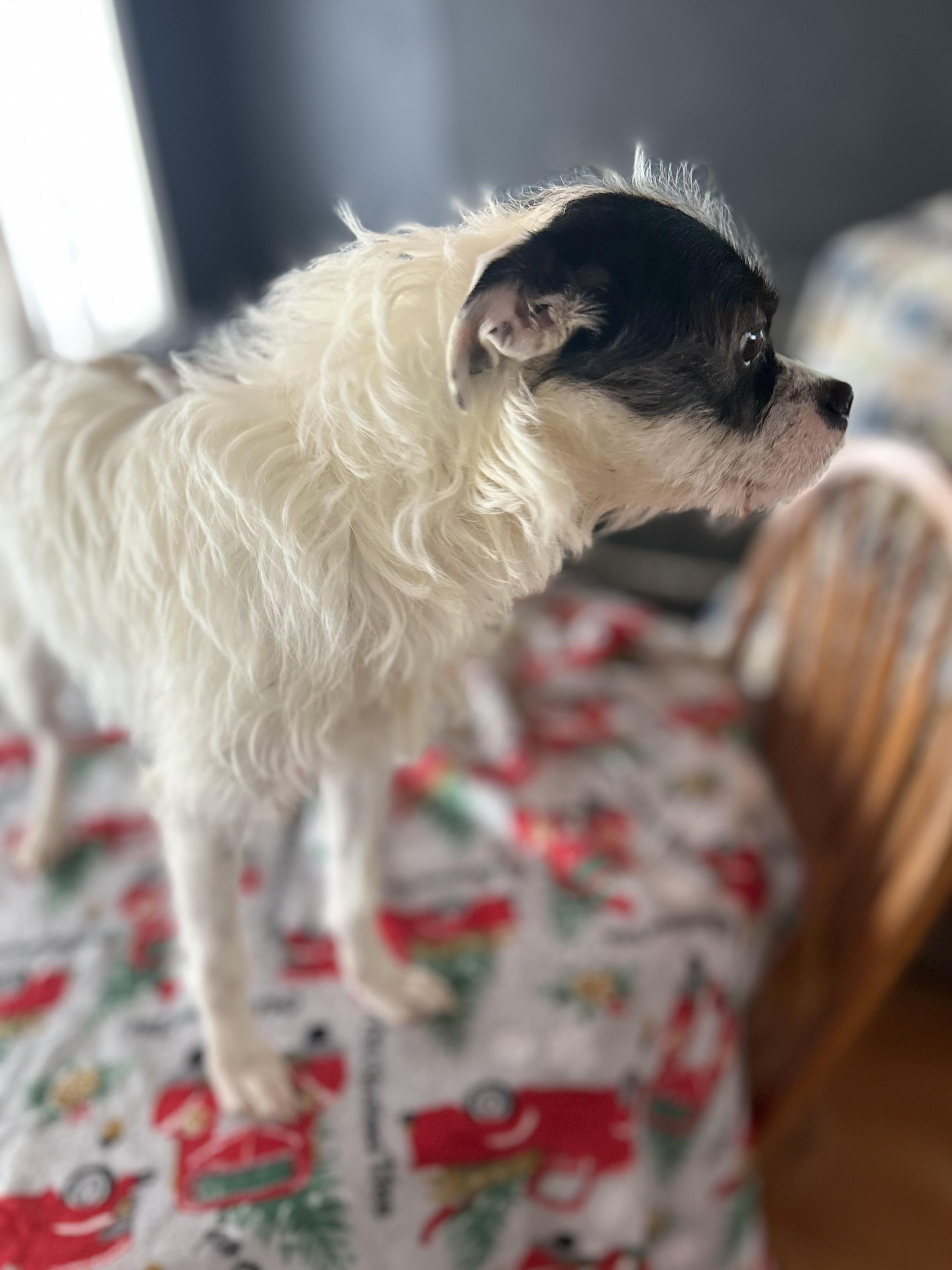 Girlie, a ADOPTABLE mixed breed in West Falls, NY image 3/3