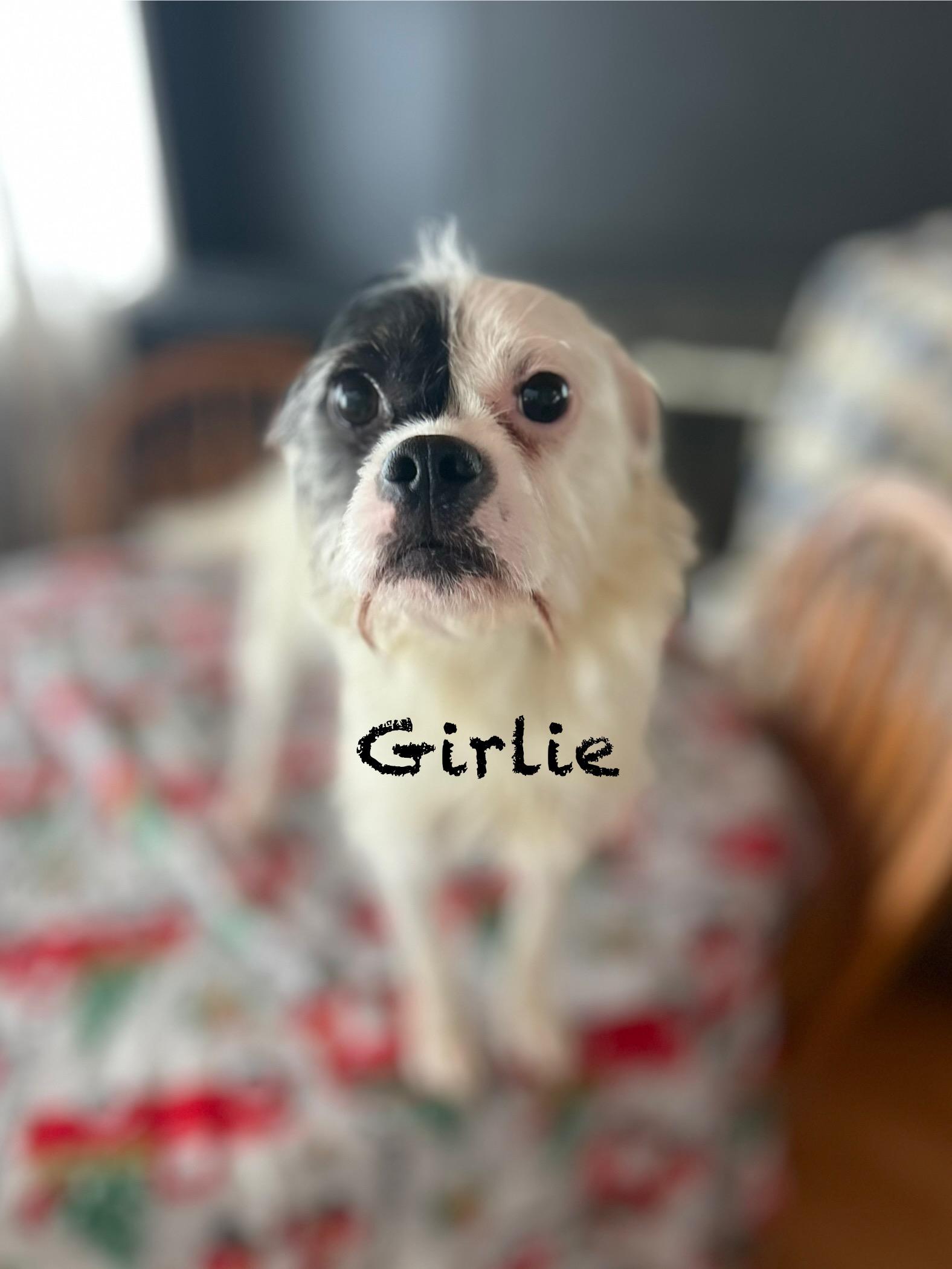 Girlie, a ADOPTABLE mixed breed in West Falls, NY image 1/3