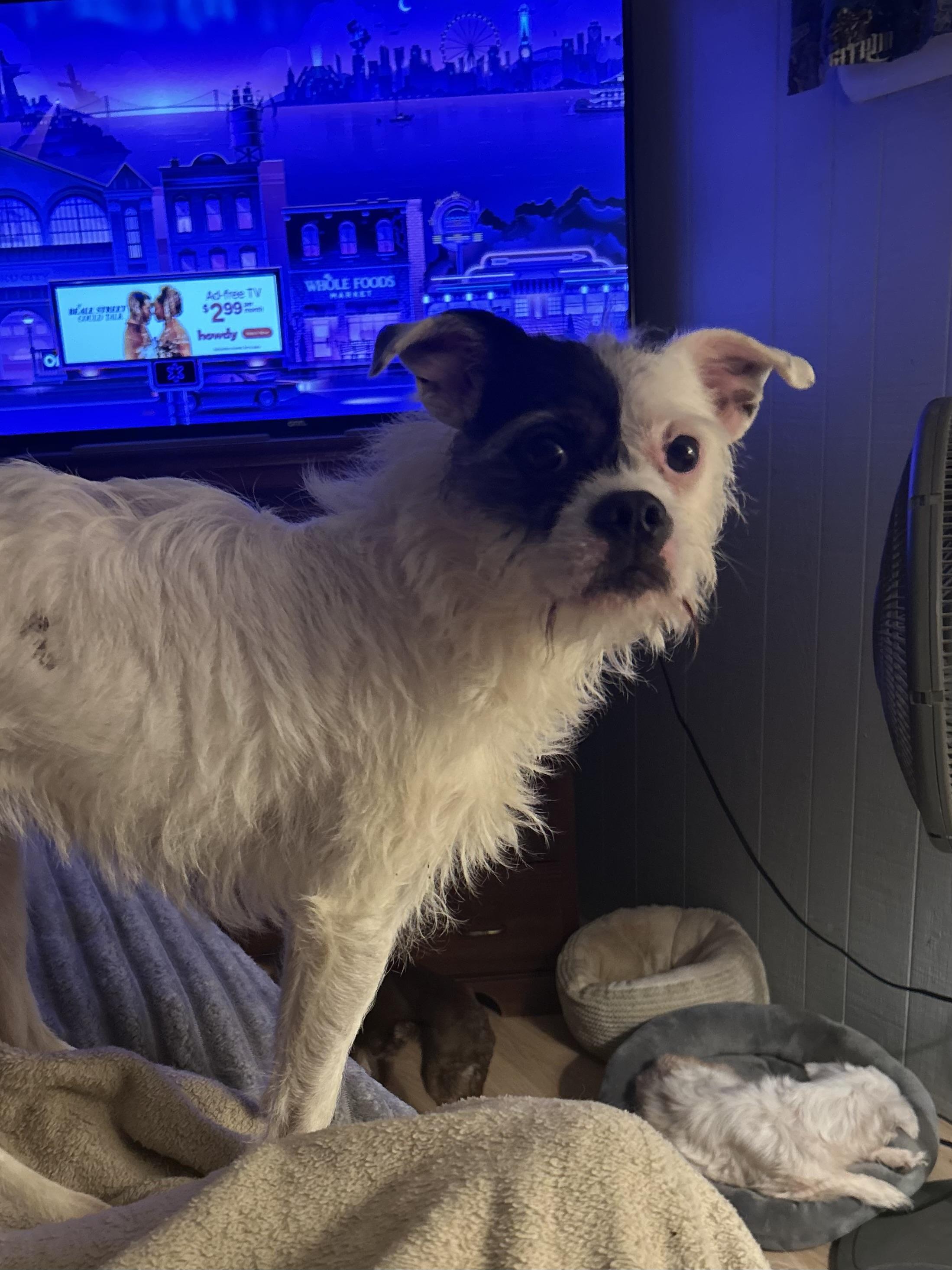 Girlie, a ADOPTABLE mixed breed in West Falls, NY image 2/3