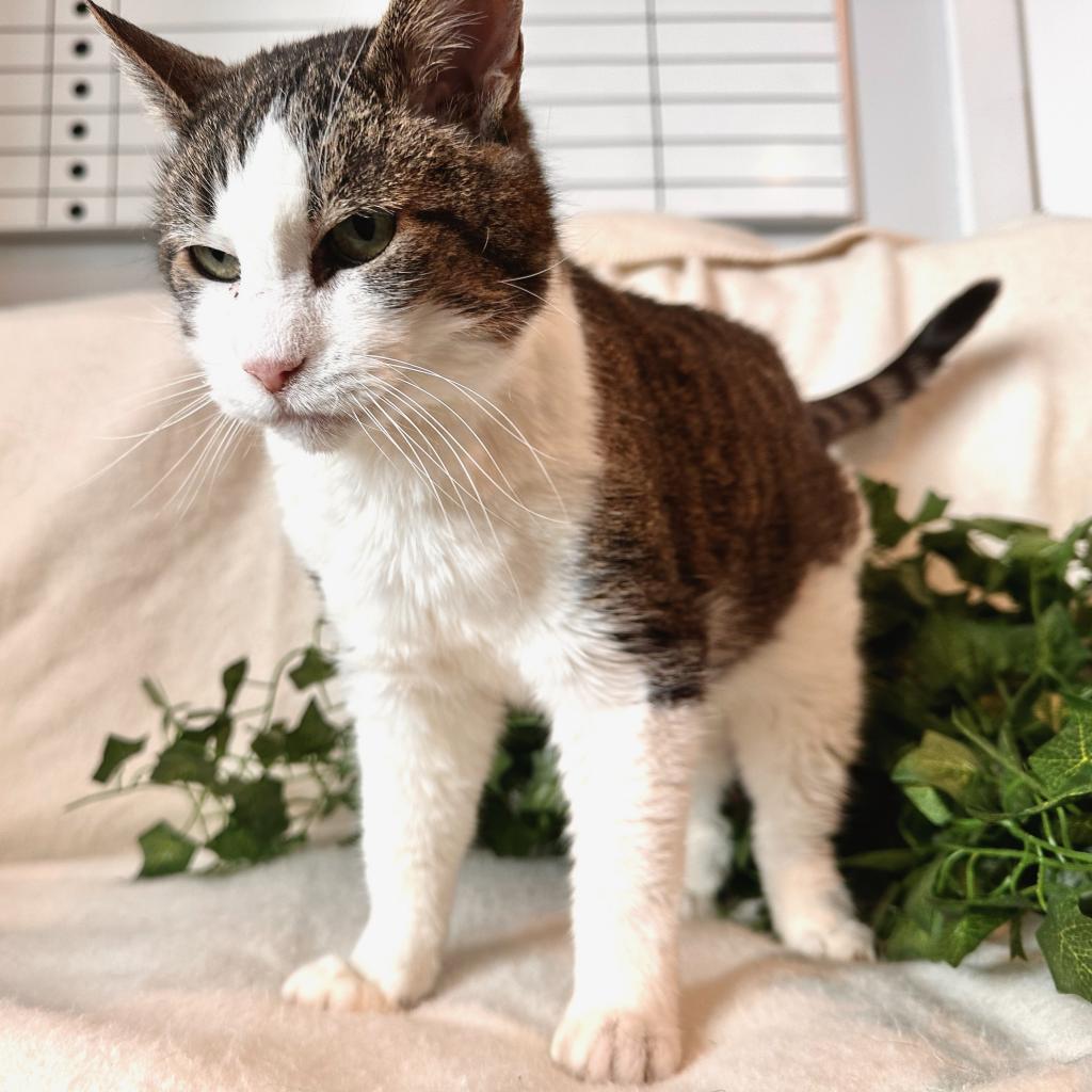 Scrippy, Adoptable, Adult Female Domestic Short Hair.