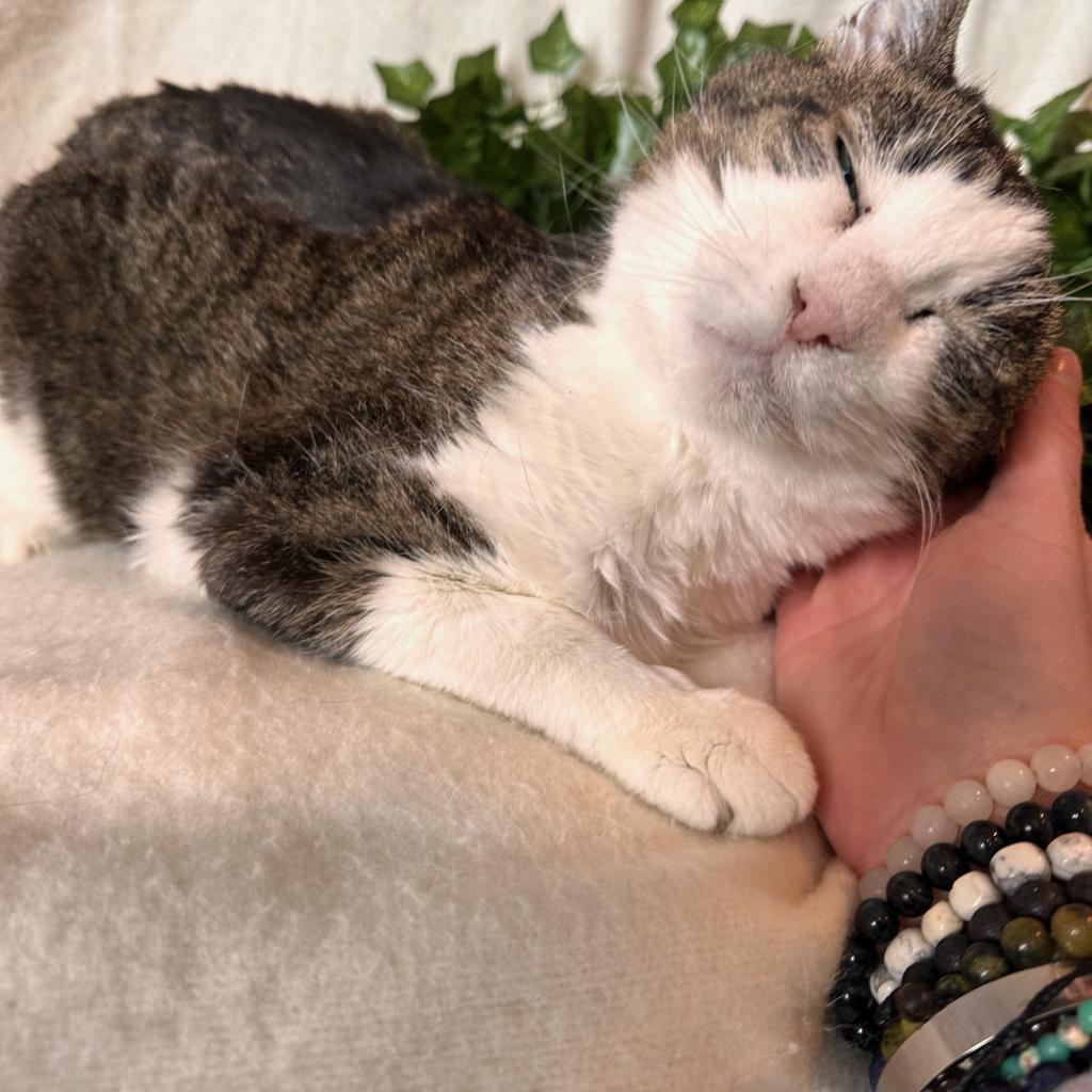 Enlarge Scrippy, a Adoptable Domestic Short Hair in Salt Lake City, UT image 1/6