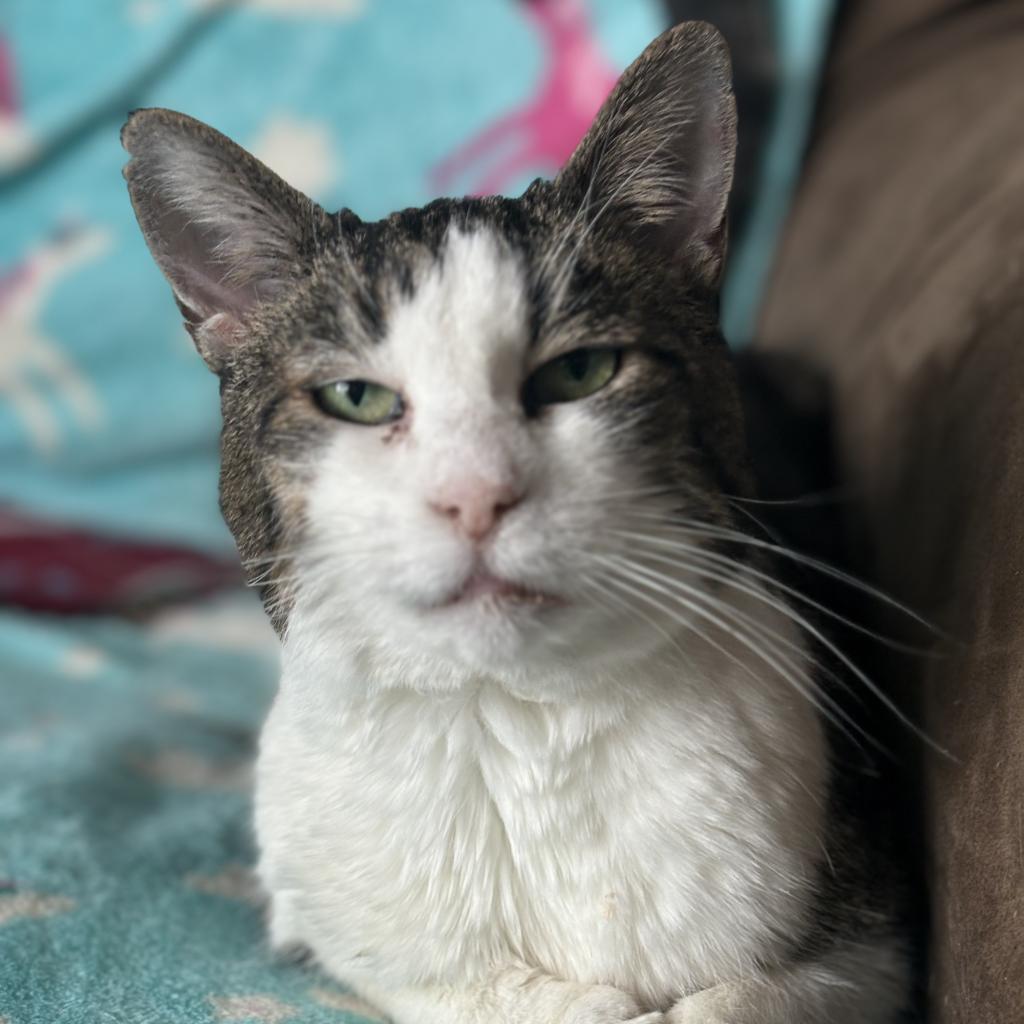 Enlarge Scrippy, a Adoptable Domestic Short Hair in Salt Lake City, UT image 3/6