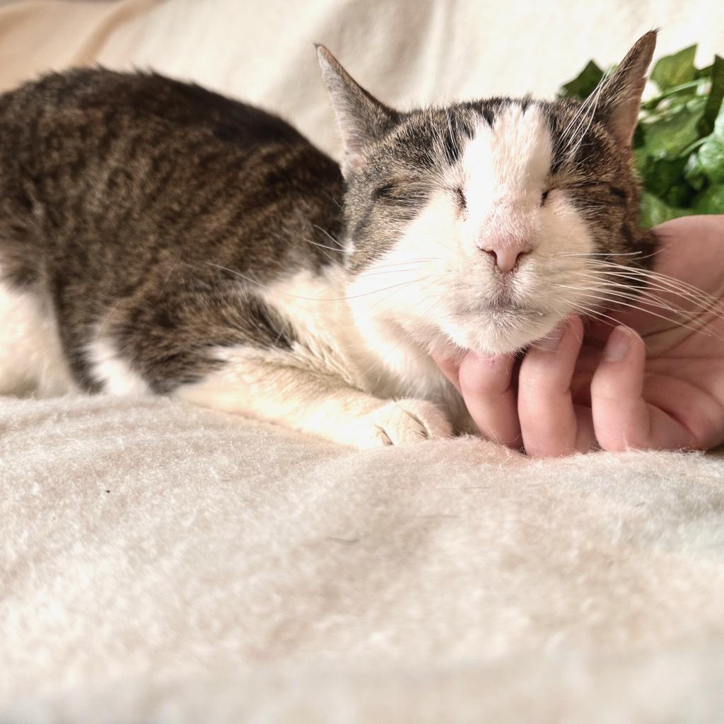 Enlarge Scrippy, a Adoptable Domestic Short Hair in Salt Lake City, UT image 4/6