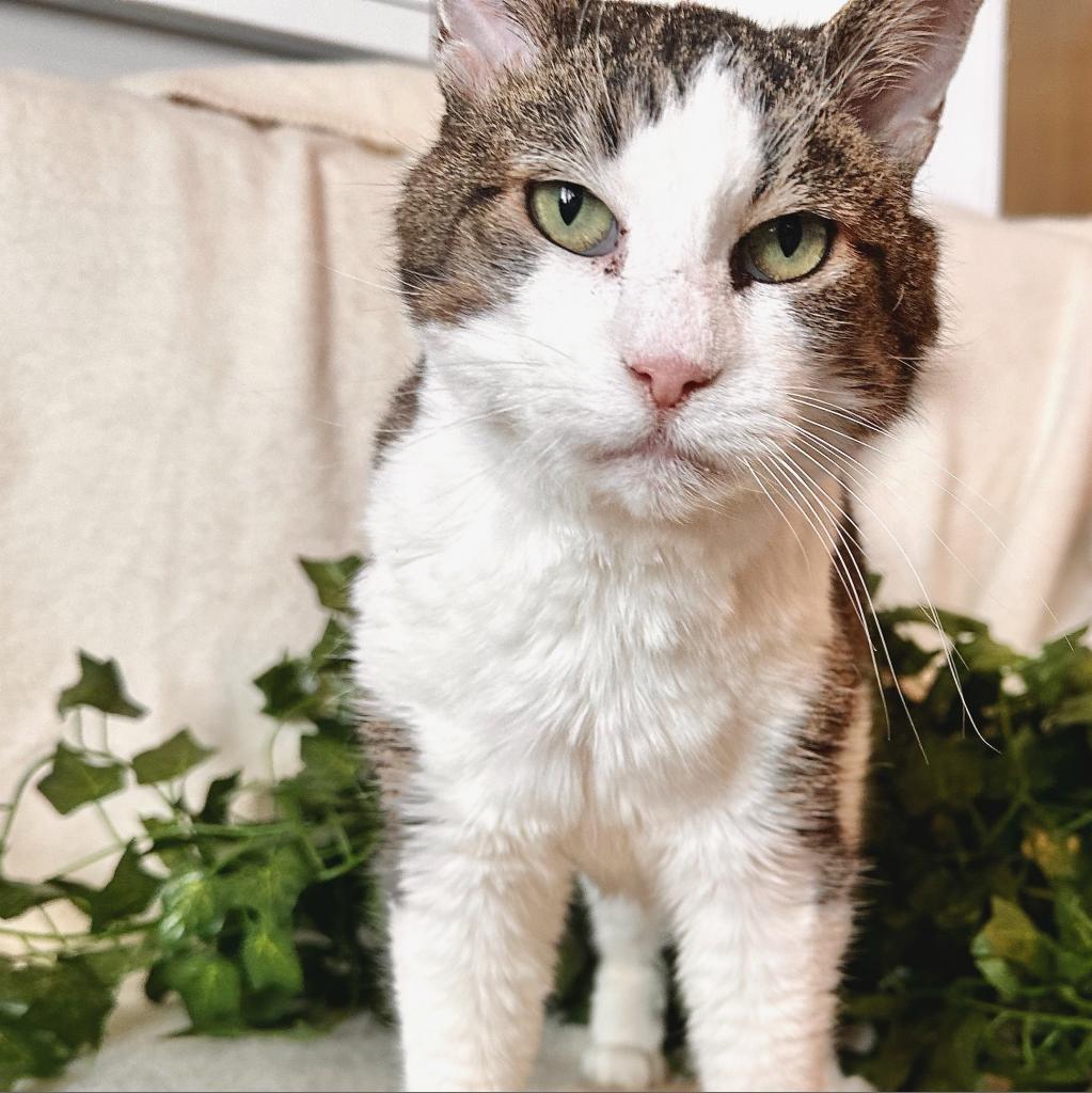 Enlarge Scrippy, a Adoptable Domestic Short Hair in Salt Lake City, UT image 6/6