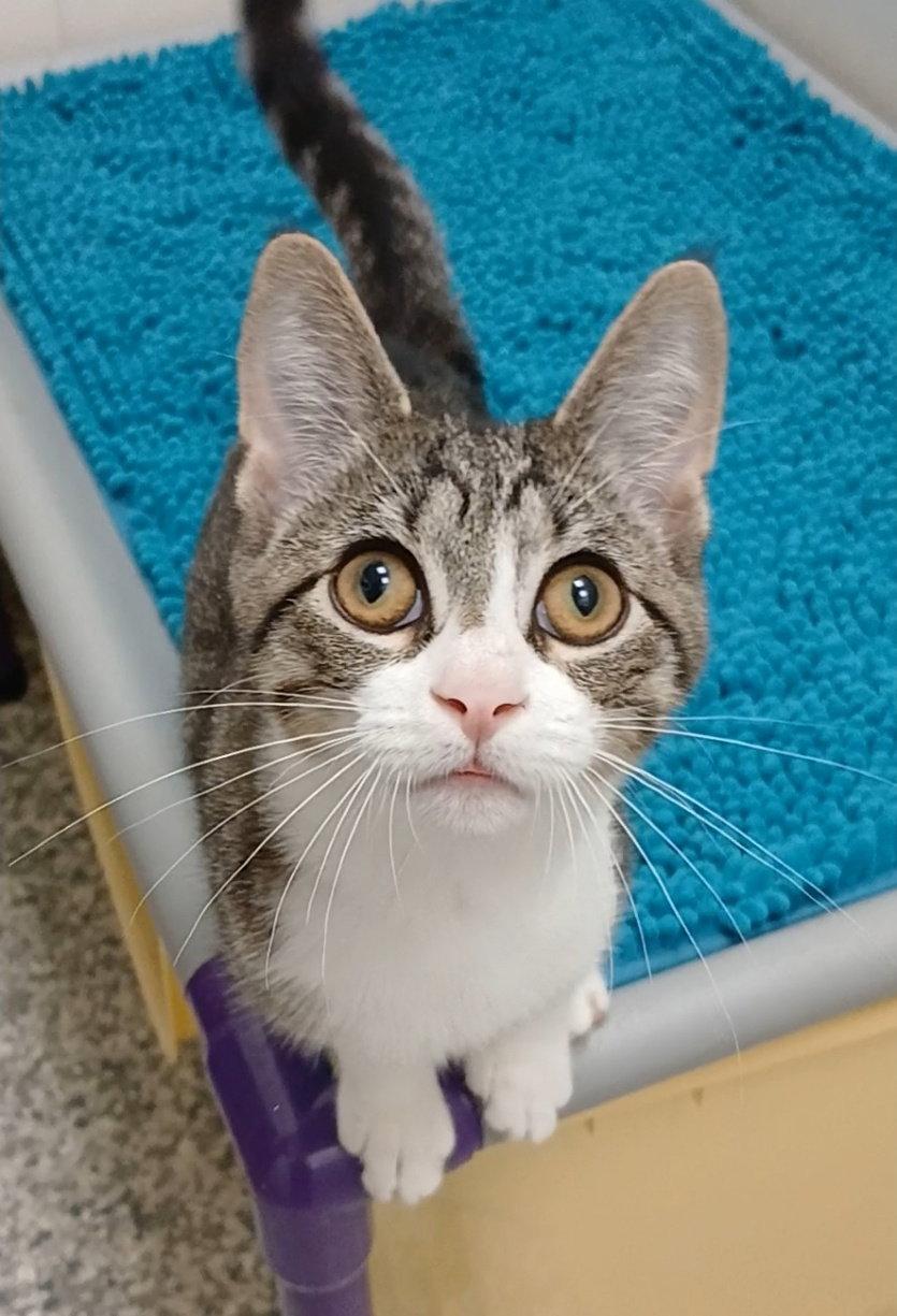 "Big Boy" Felix, Adoptable, Kitten Male Domestic Short Hair & Tabby.