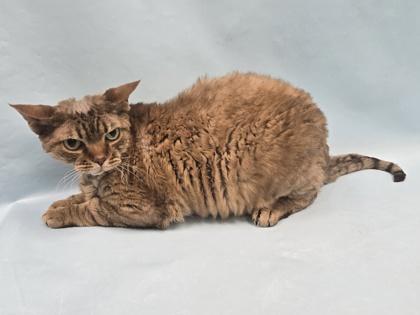 Buzz, Adoptable, Adult Male Devon Rex.