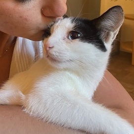 Faith, Young Female Domestic Short Hair