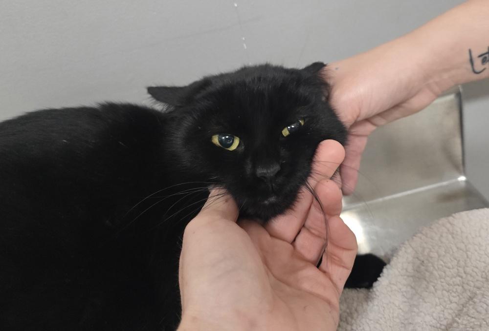 Enlarge Fortune, a Adoptable Domestic Short Hair in Dickson, TN image 1/3