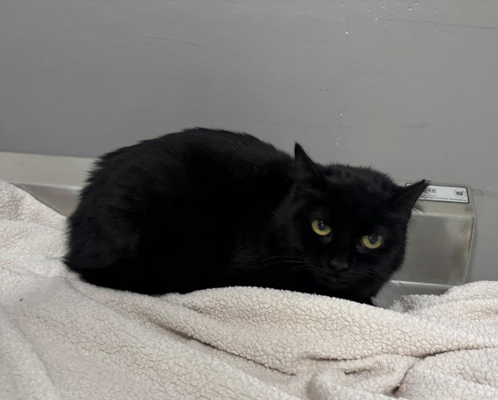 Enlarge Fortune, a Adoptable Domestic Short Hair in Dickson, TN image 2/3