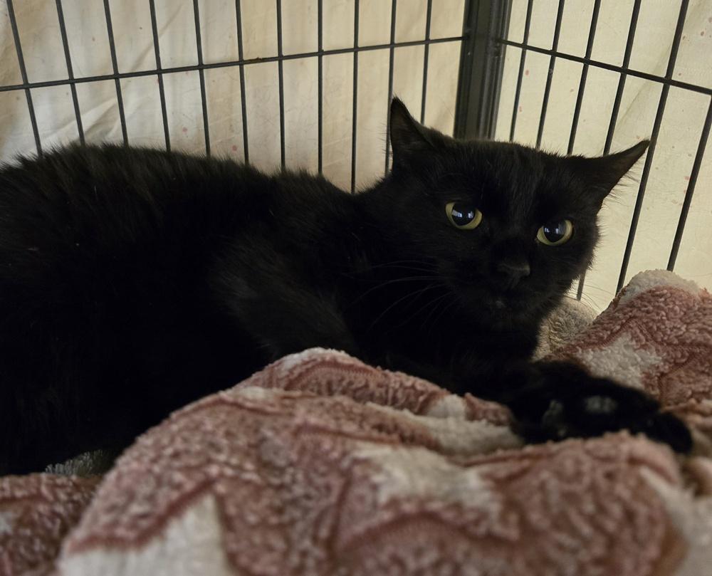 Enlarge Fortune, a Adoptable Domestic Short Hair in Dickson, TN image 3/3