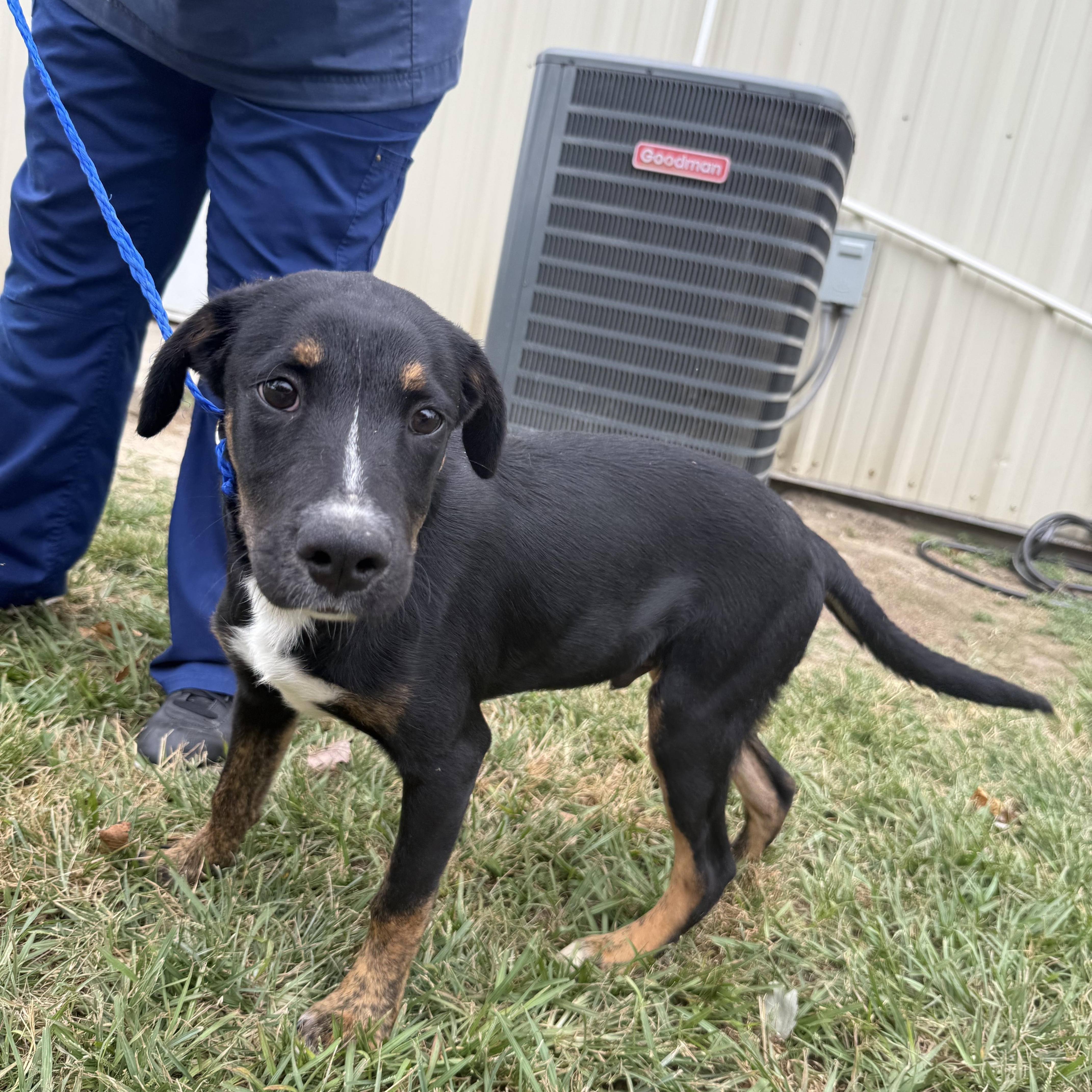 Ranger – Saved Just in Time, Ready for a Lifetime of Love