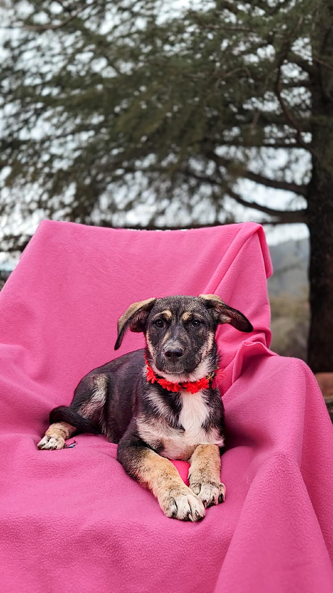 Enlarge Mor, a ADOPTABLE mixed breed in Temecula, CA image 3/4