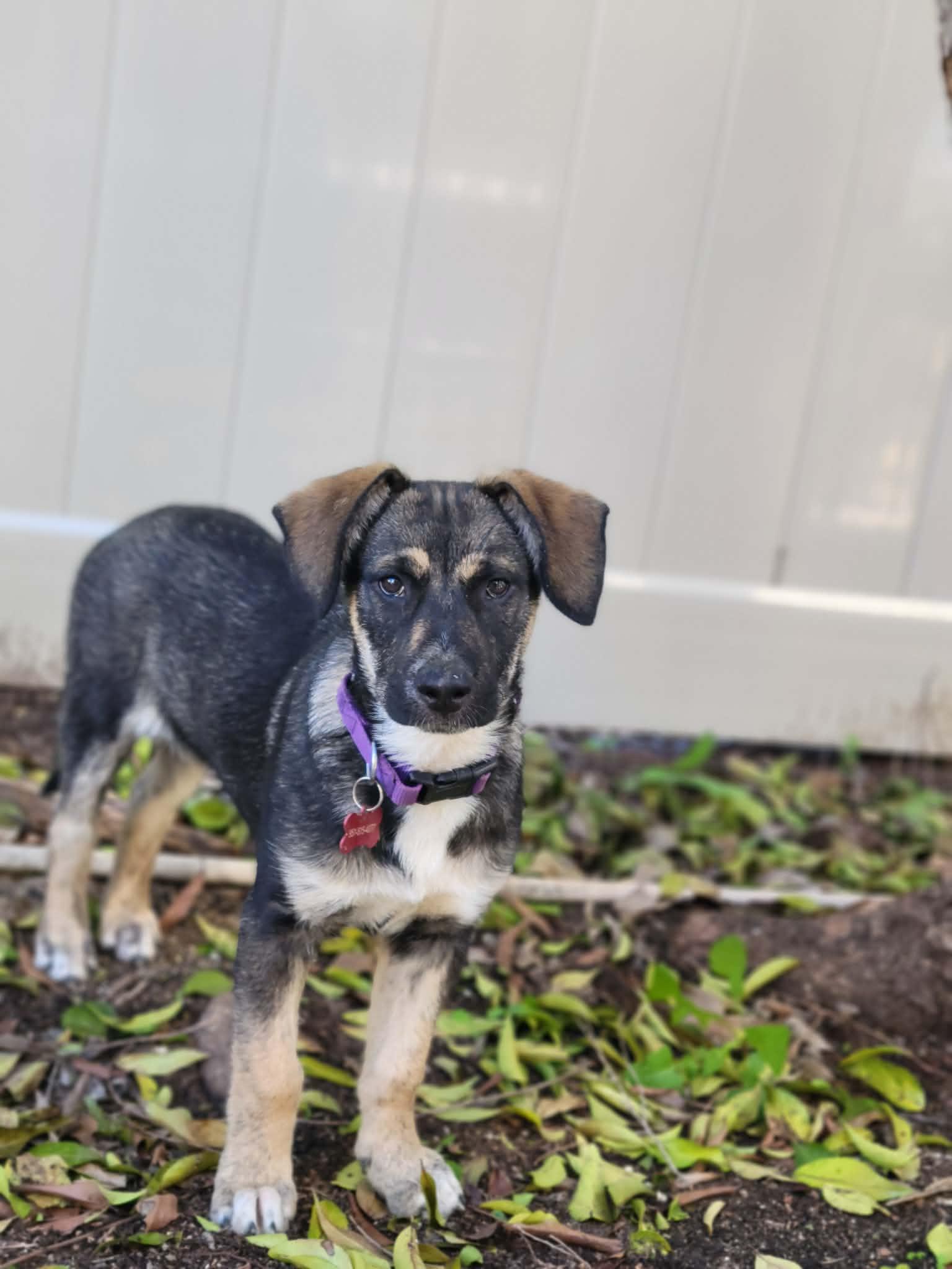 Enlarge Mor, a ADOPTABLE mixed breed in Temecula, CA image 1/4