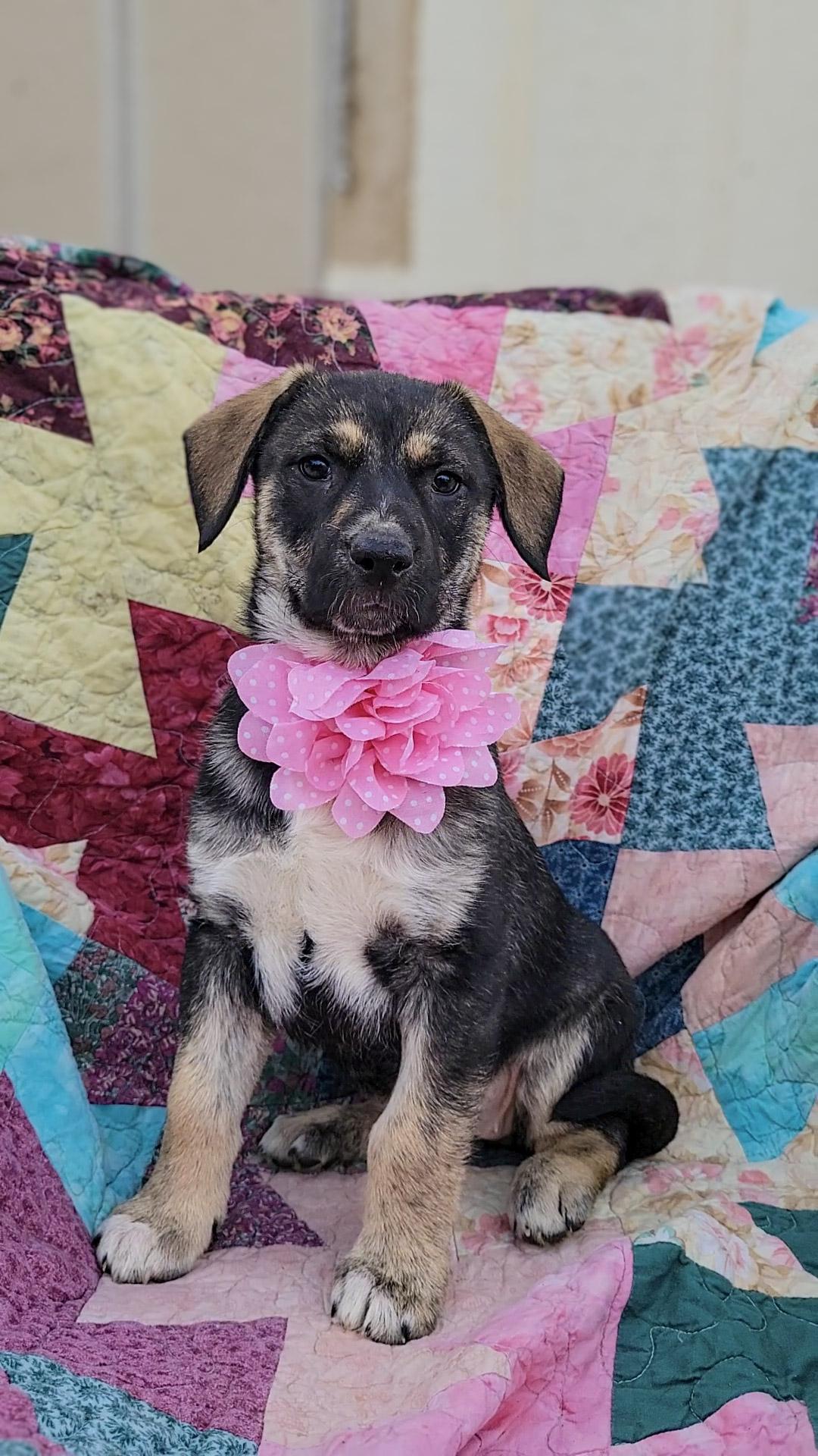 Enlarge Mor, a ADOPTABLE mixed breed in Temecula, CA image 2/4