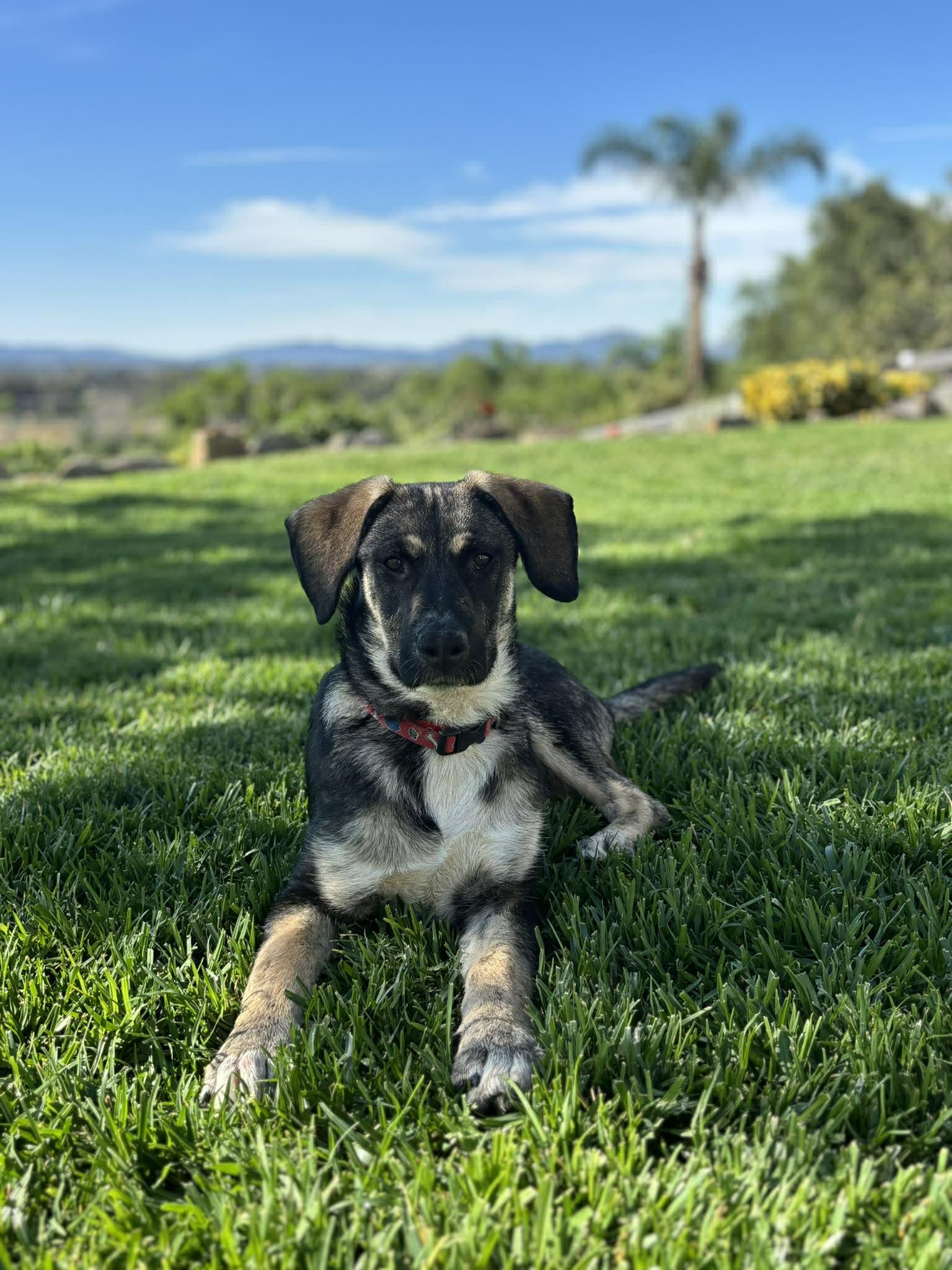 Enlarge Mor, an adopted mixed breed in Temecula, CA image 1/6