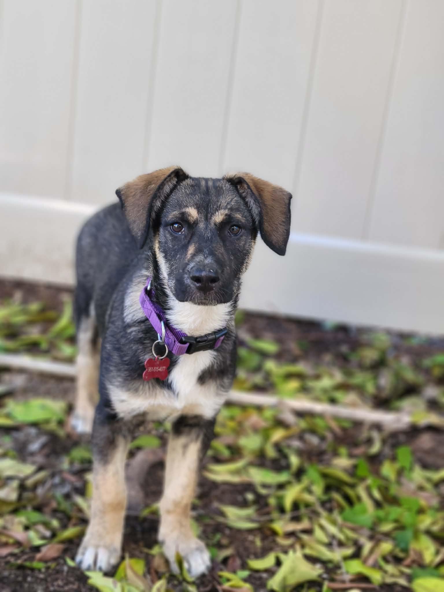 Enlarge Mor, a ADOPTABLE mixed breed in Temecula, CA image 4/4